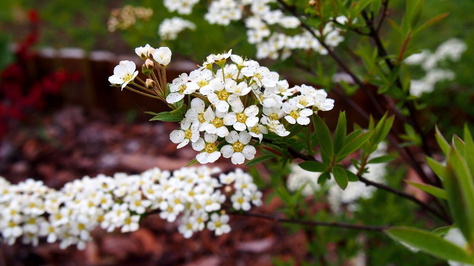 Olympus PEN E-PL6 sample photo. Tawuła, flower, blooms photography