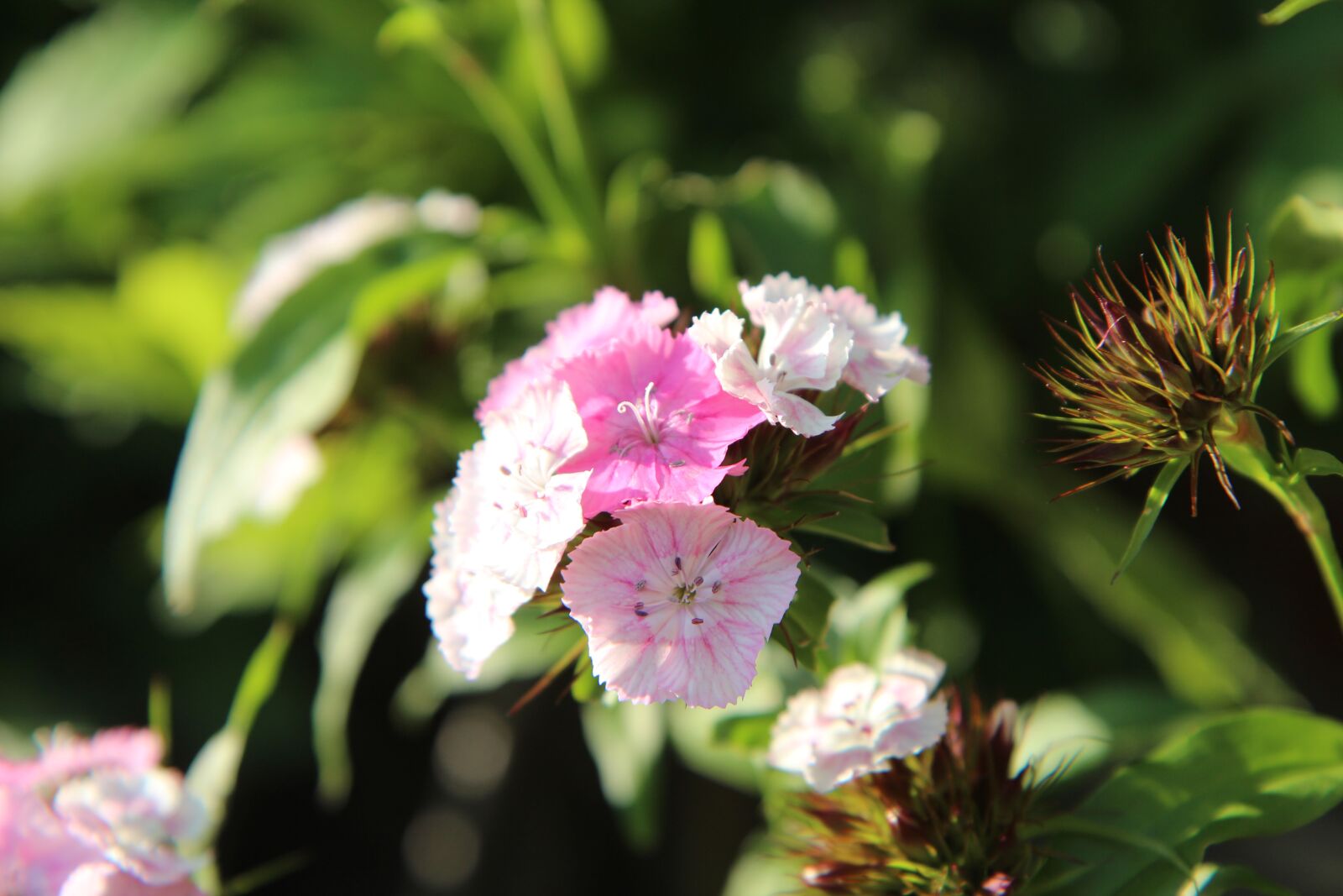 Canon EOS 600D (Rebel EOS T3i / EOS Kiss X5) sample photo. œillet, sweet william, flowering photography