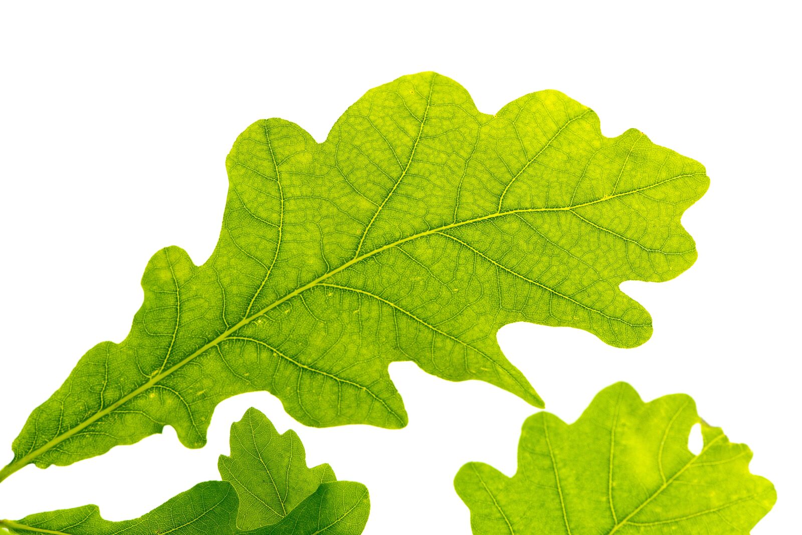 Nikon D750 sample photo. Oak leaf, green, tree photography