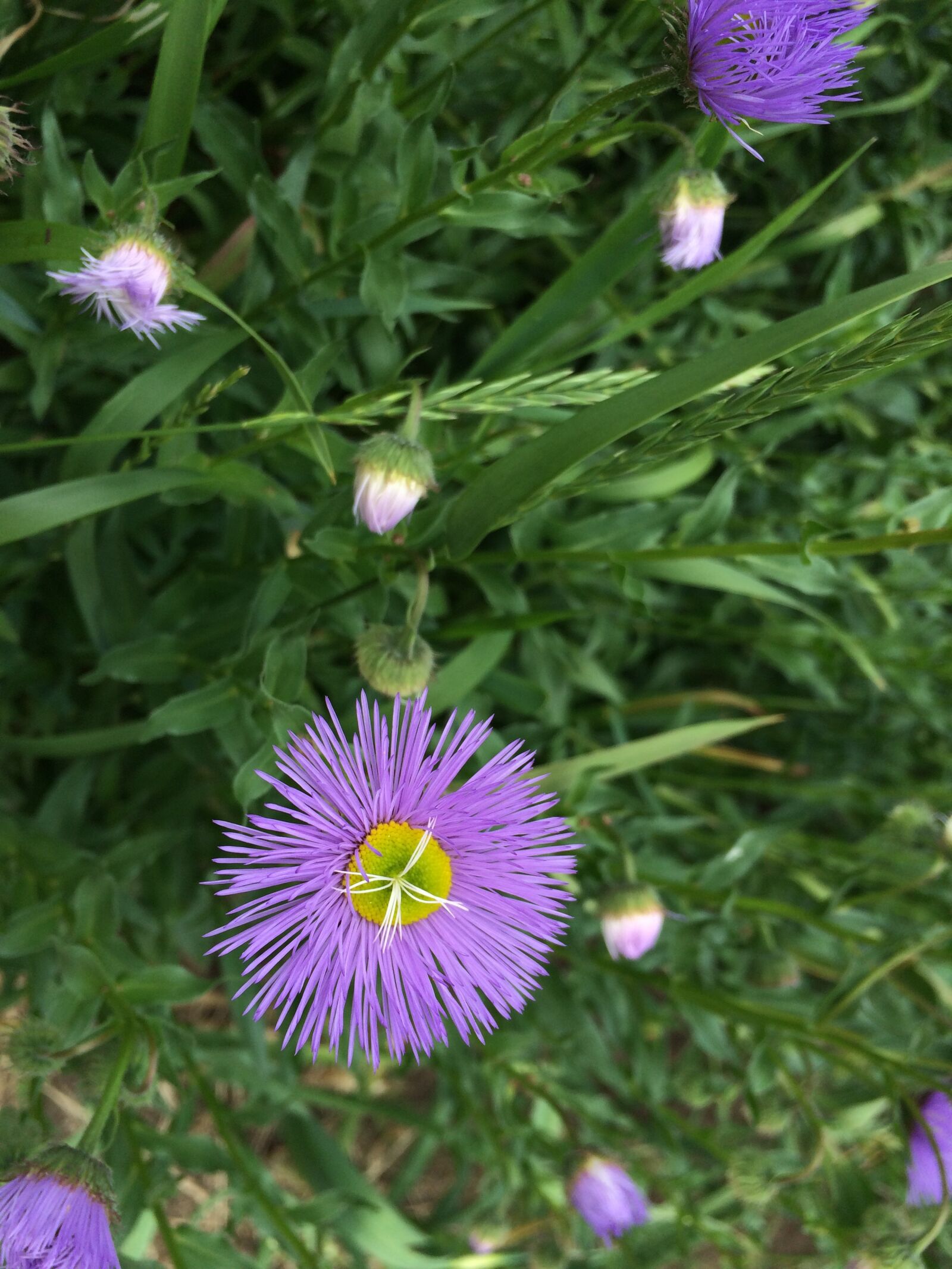 iPhone 5s back camera 4.15mm f/2.2 sample photo. Flower, nature, spring photography