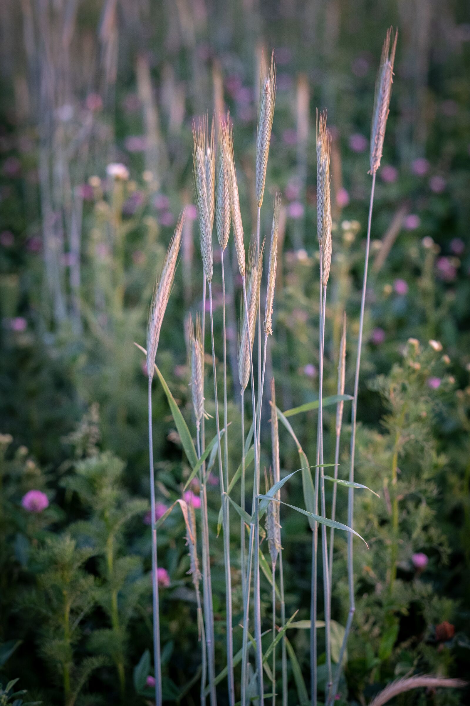 Fujifilm X-T2 + Fujifilm XF 56mm F1.2 R sample photo. Blade of grass, halm photography