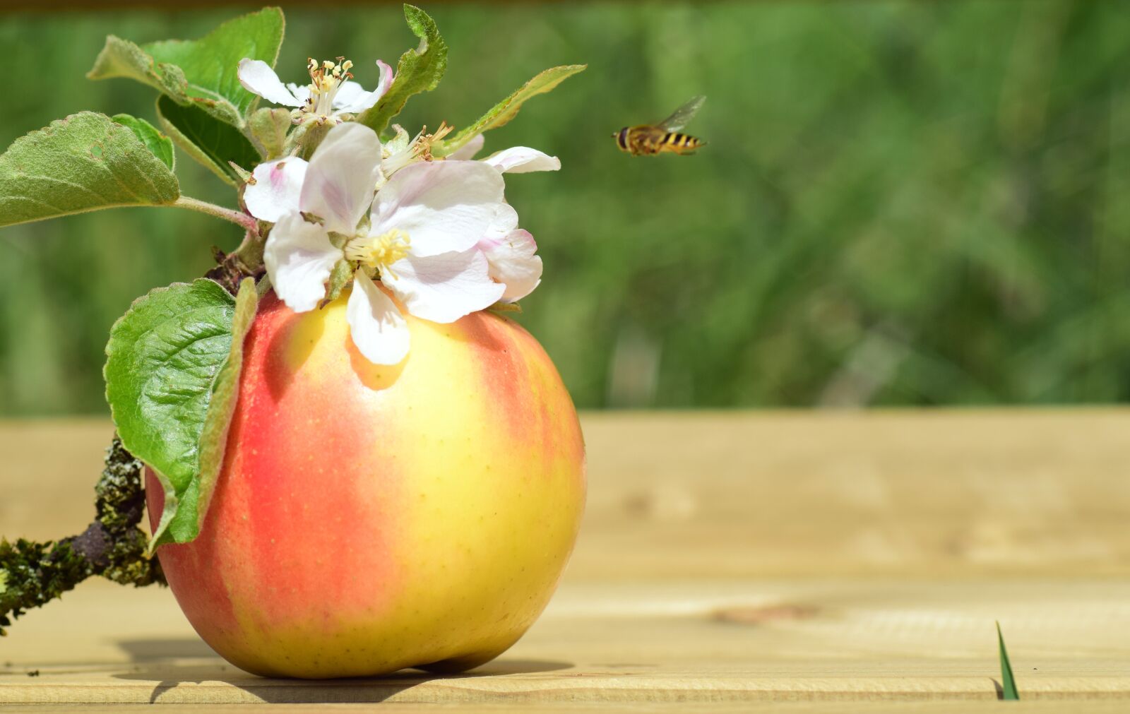 Nikon D3300 sample photo. Apple, apple blossom, spring photography