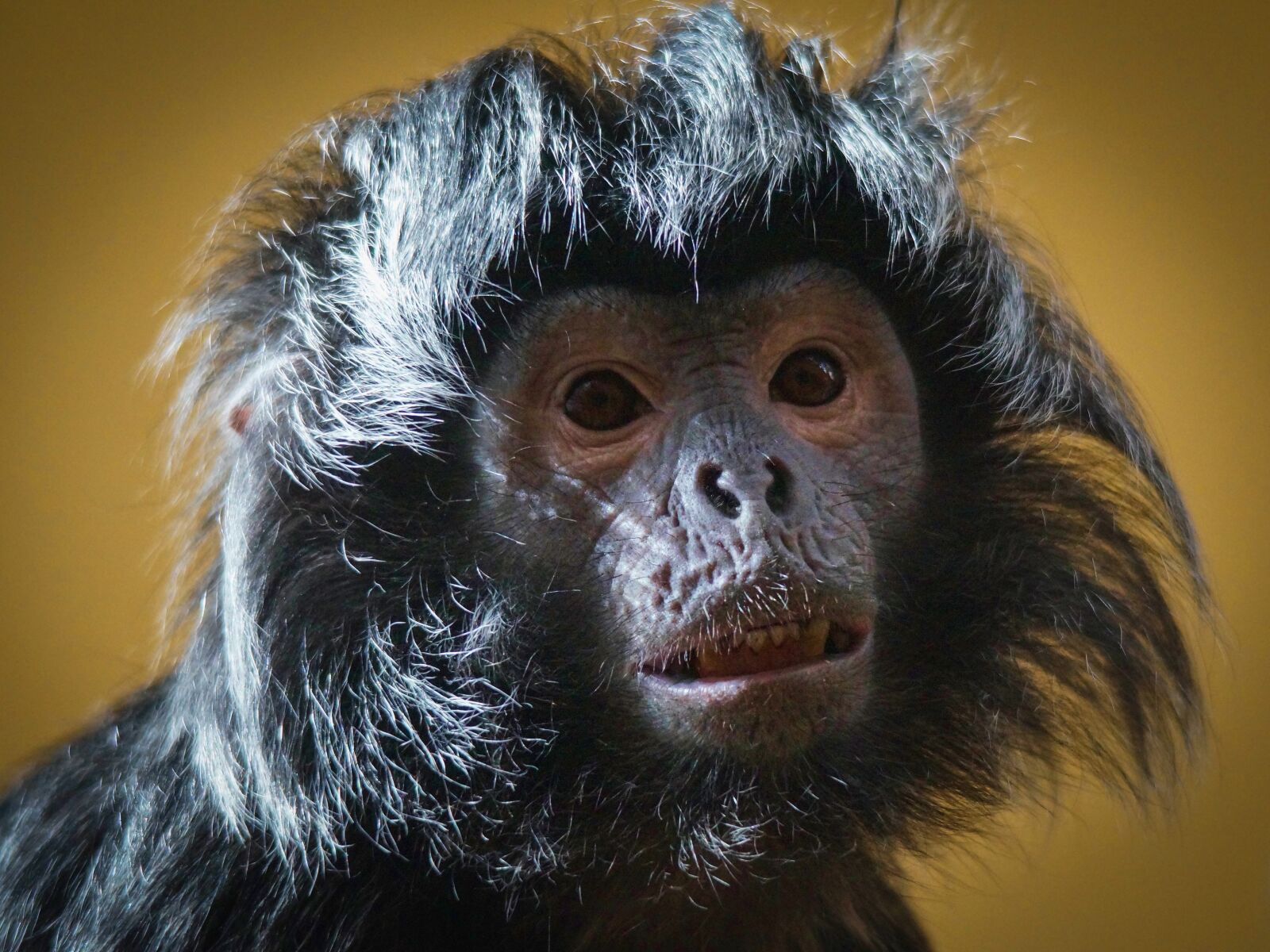 Sony SLT-A58 sample photo. Monkey, zoo, mammal photography