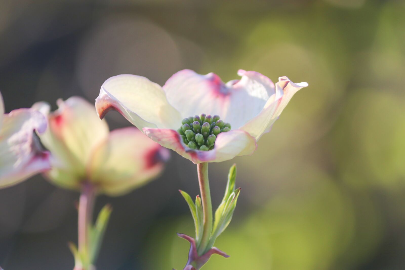 Canon EOS 200D (EOS Rebel SL2 / EOS Kiss X9) sample photo. Dogwood, ornamental shrub, bush photography