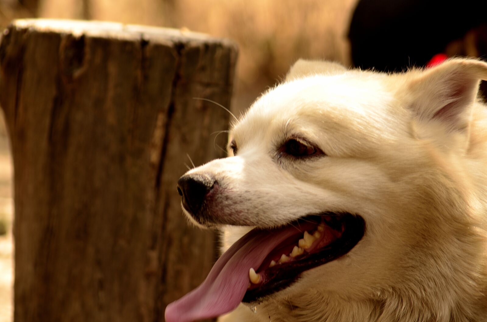 Nikon D5100 sample photo. Pet, animal, dog photography