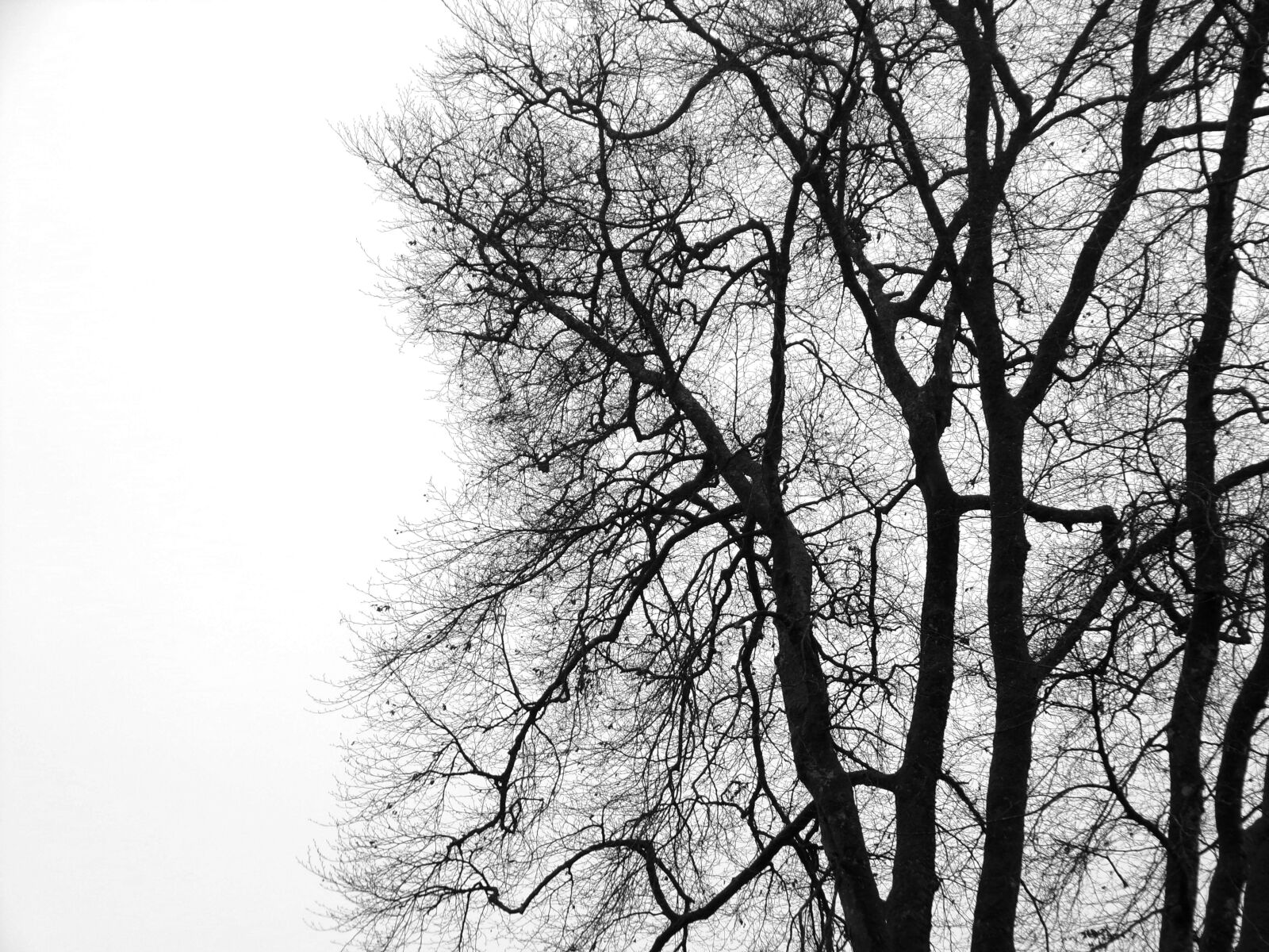 JK KODAK PIXPRO AZ421 sample photo. White, winter, trees photography