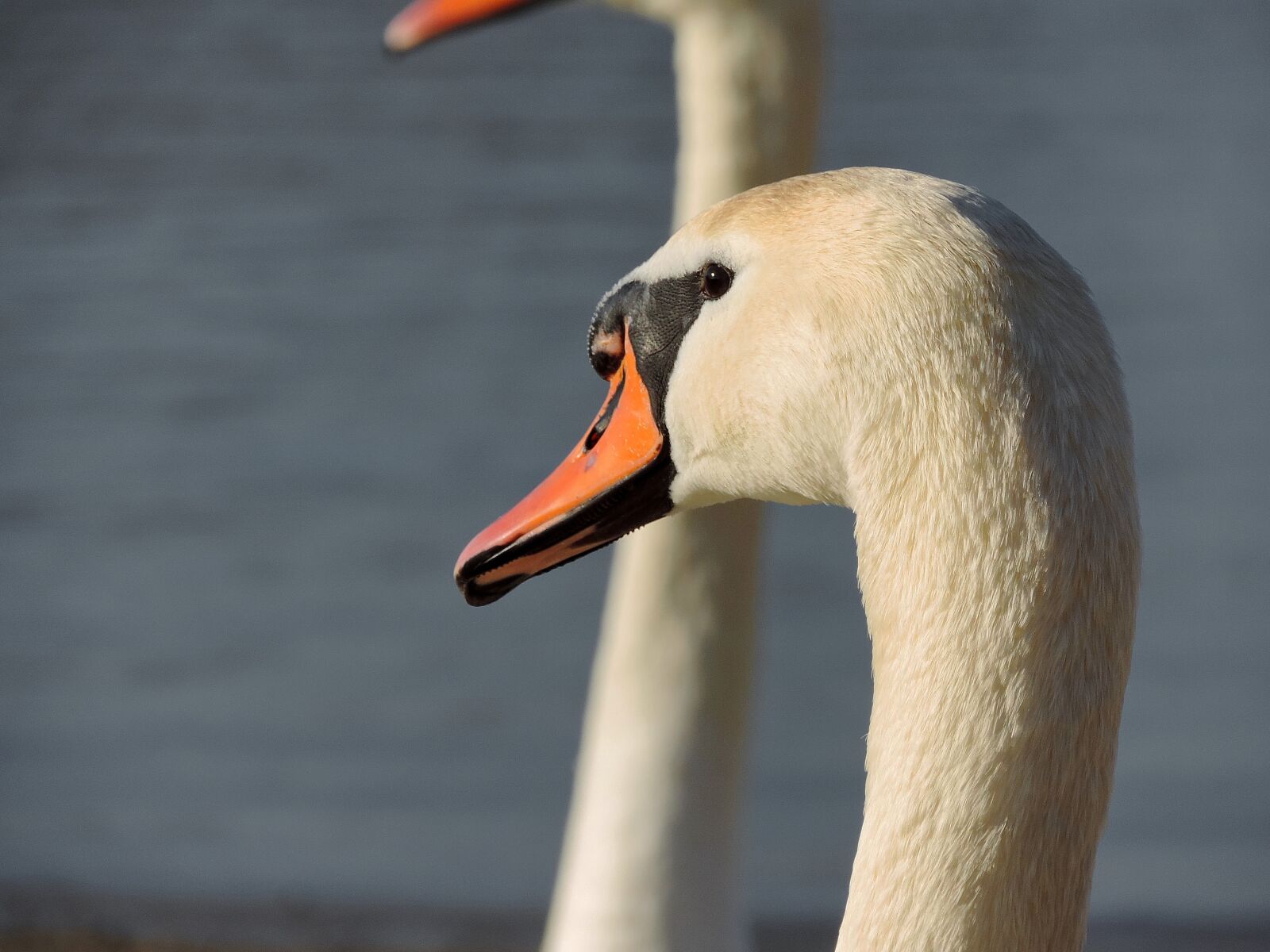 Nikon Coolpix P520 sample photo. Beautiful, head, neck, swan photography