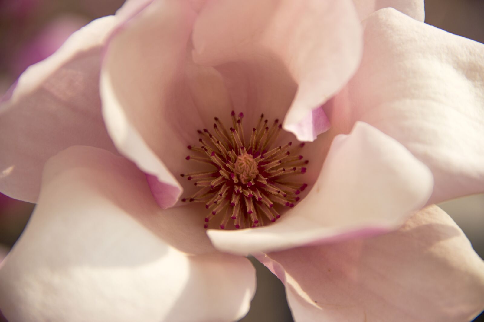 Canon EF-S 18-135mm F3.5-5.6 IS sample photo. Magnolia flower, petal, pistil photography