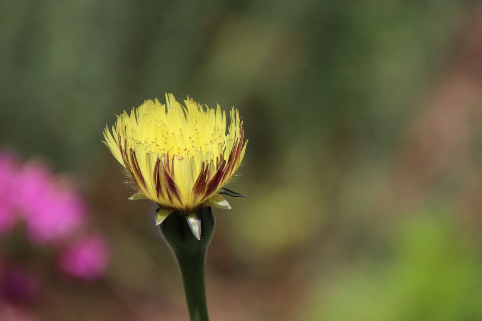 Canon EOS 800D (EOS Rebel T7i / EOS Kiss X9i) sample photo. Flower, yellow, plants photography