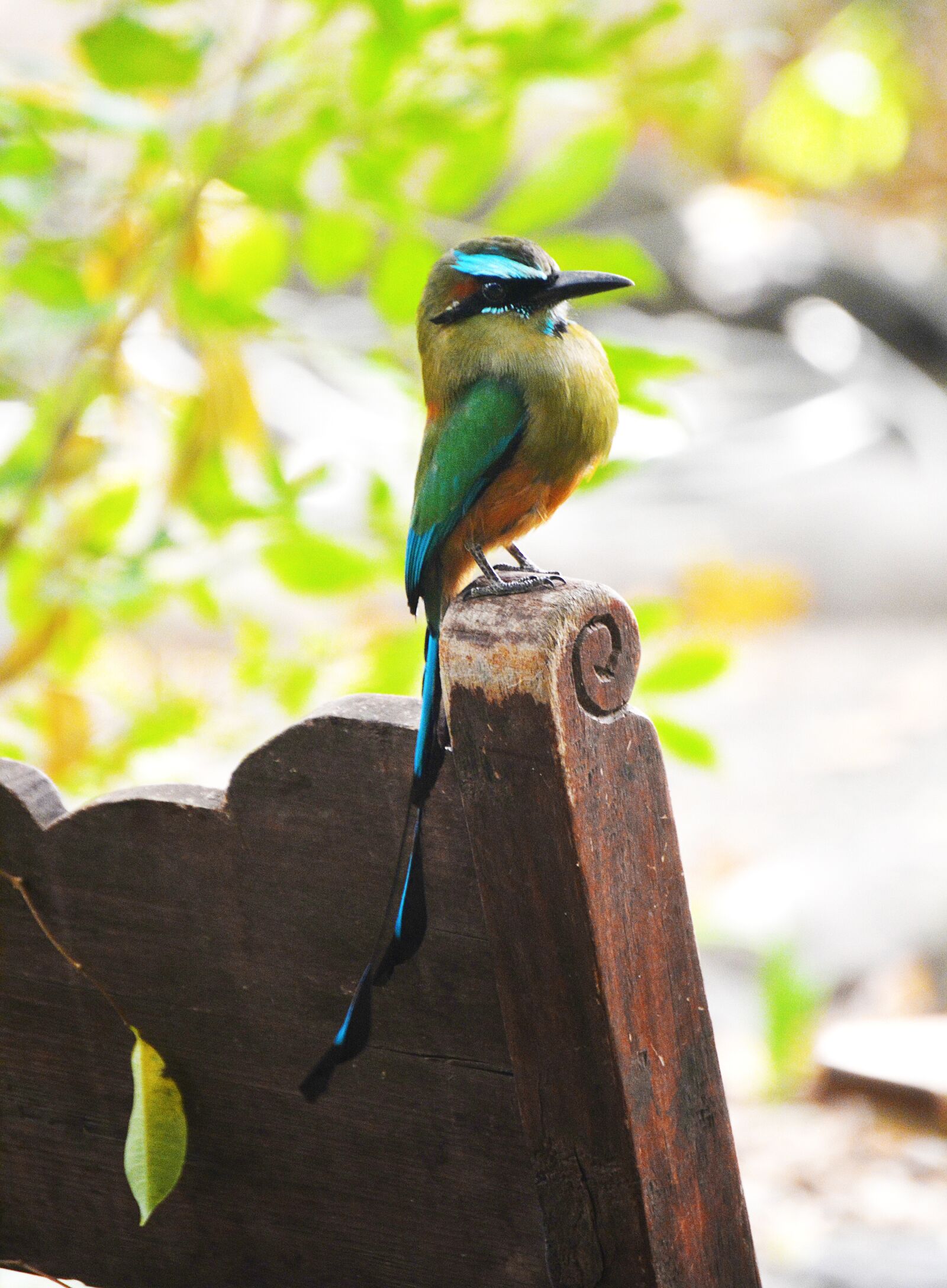 Nikon D5200 sample photo. Bird, guardabarranco, torogoz photography