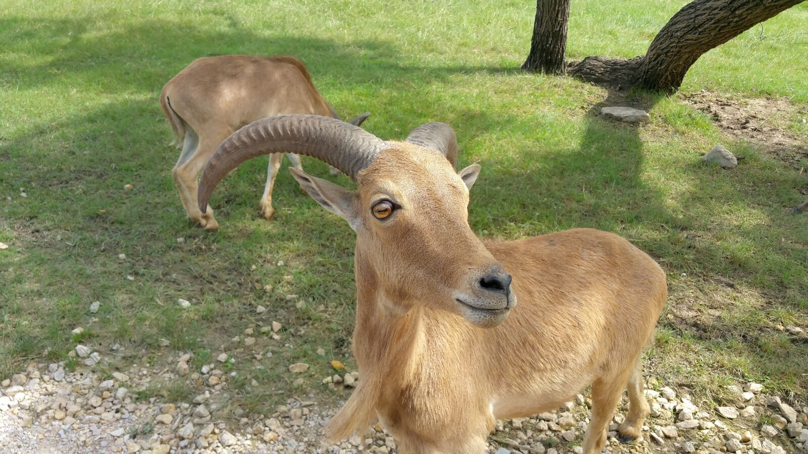 Samsung Galaxy Note4 sample photo. Ram, animal, goat photography