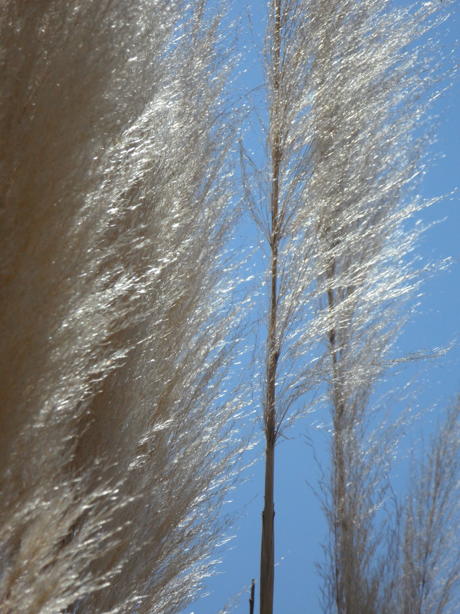 Samsung VLUU WB210, SAMSUNG WB210 sample photo. Grass, reed, nature photography