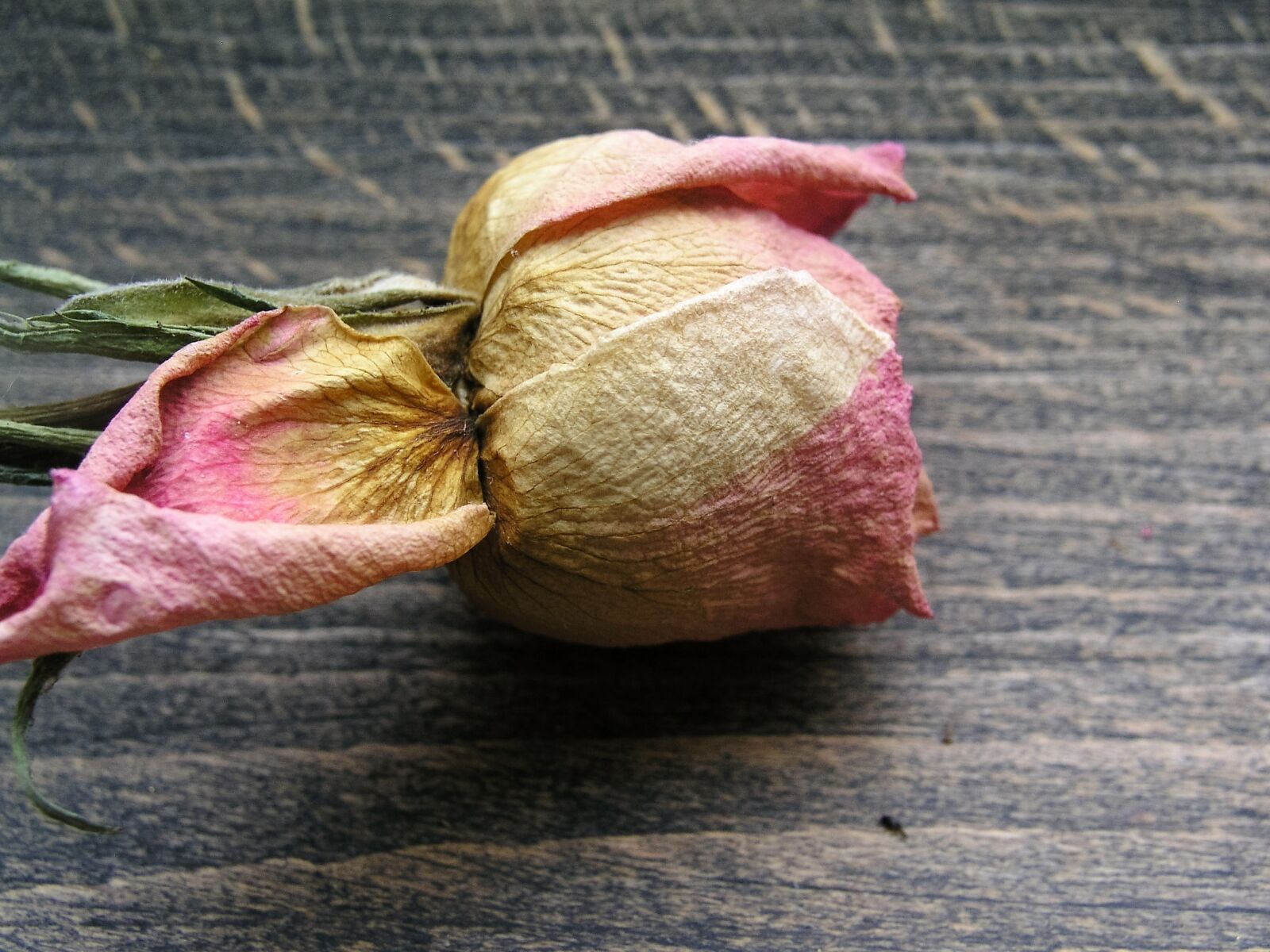 Olympus C5050Z sample photo. Flower, dried, rose photography
