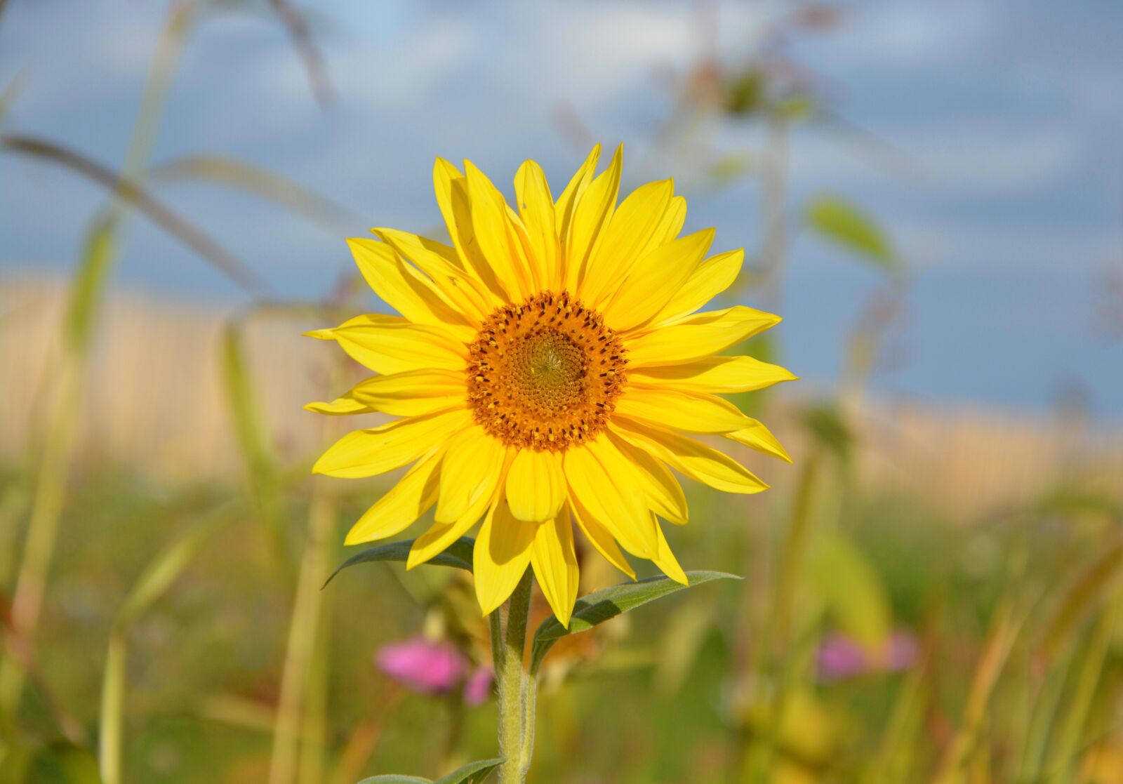 Nikon D5200 sample photo. Yellow flower, sunflower, yellow photography
