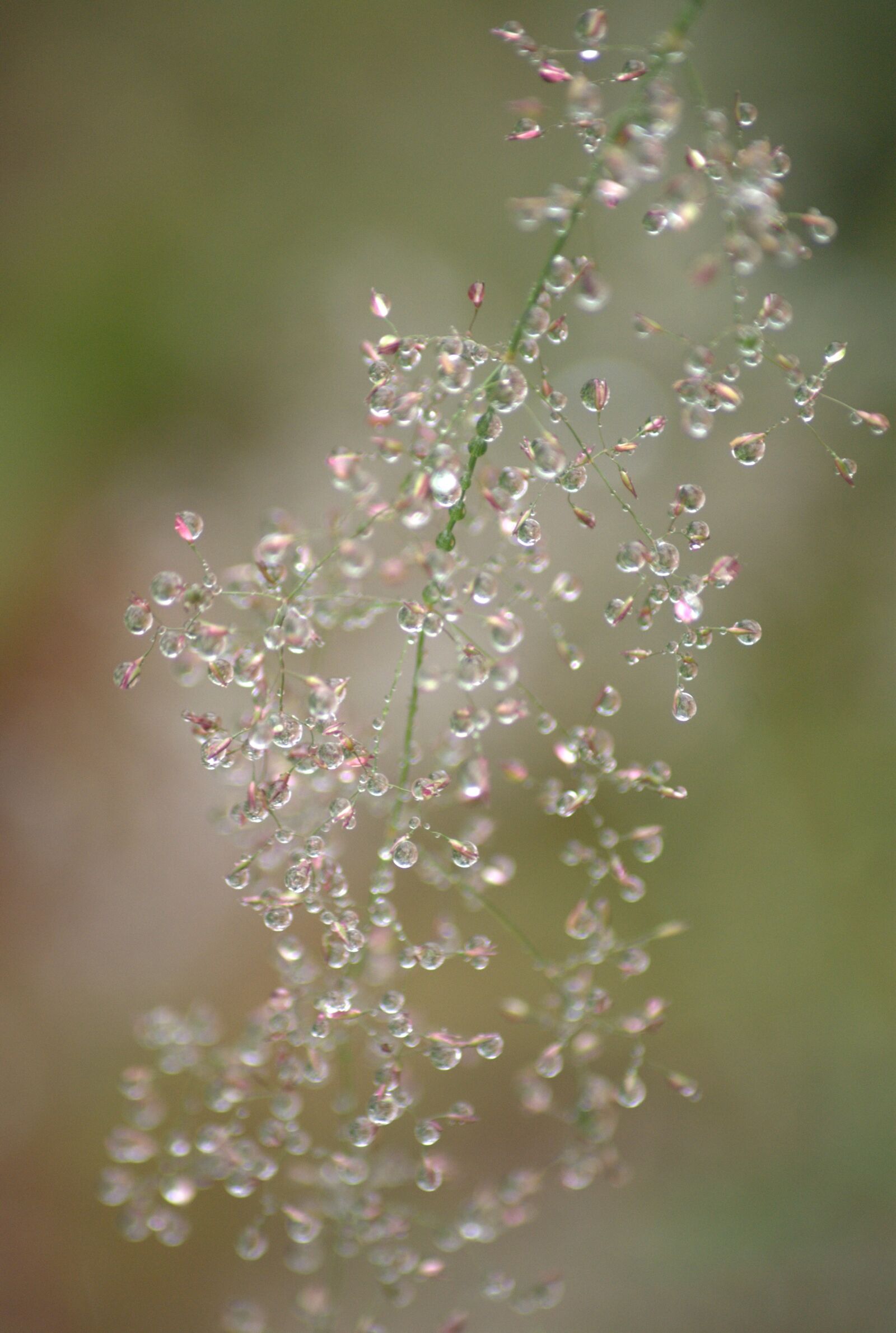 Sony Alpha DSLR-A300 sample photo. Nature, water, fresh photography