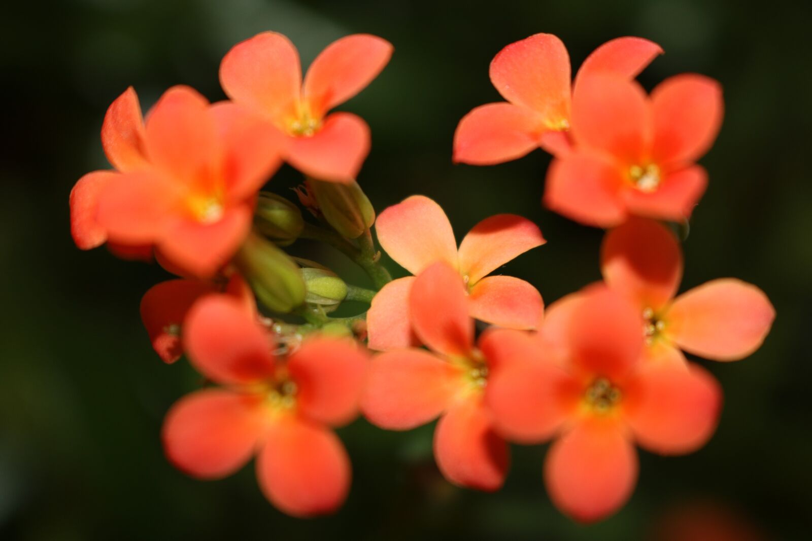 Canon EOS 750D (EOS Rebel T6i / EOS Kiss X8i) sample photo. Flowers, orange, garden photography