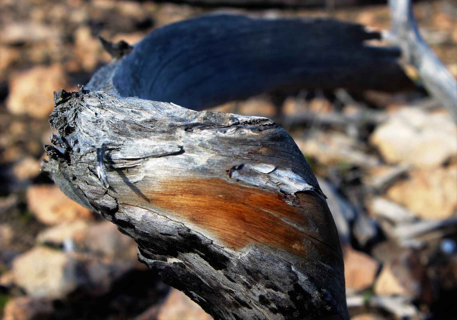 Canon EOS 600D (Rebel EOS T3i / EOS Kiss X5) sample photo. Wood, sun, summer photography
