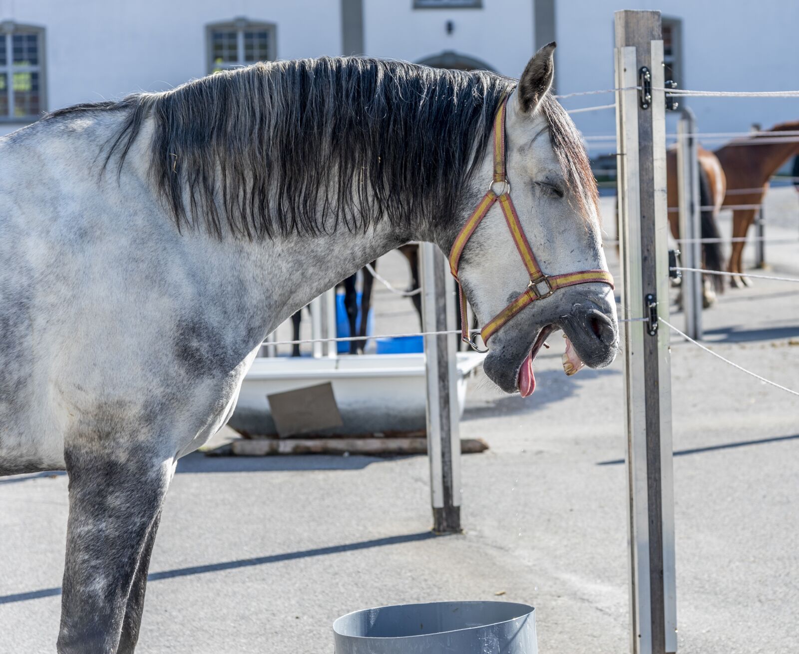 Nikon D750 sample photo. Horse, yawn, yawns photography