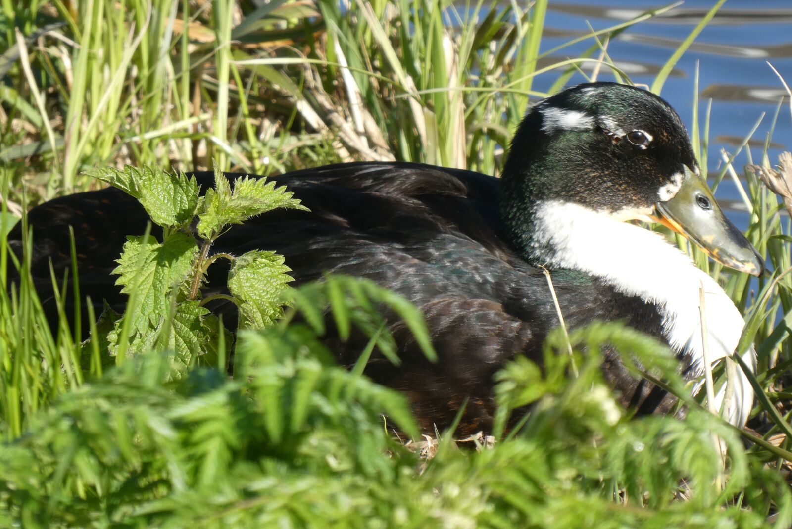 Panasonic Lumix DC-ZS70 (Lumix DC-TZ90) sample photo. Duck, portrait, waterfowl photography