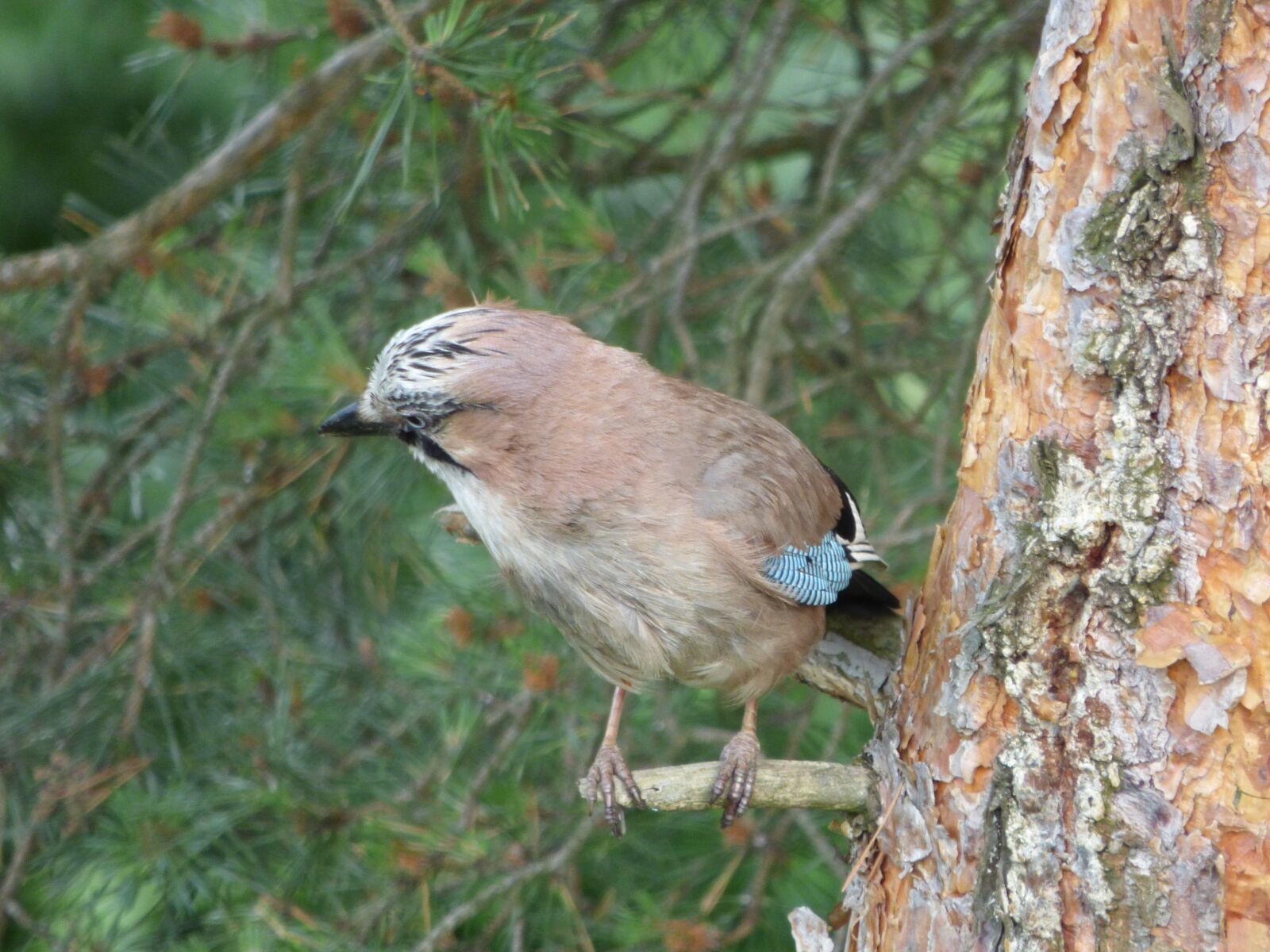 Panasonic DMC-FZ72 sample photo. Jay, bird, birds photography
