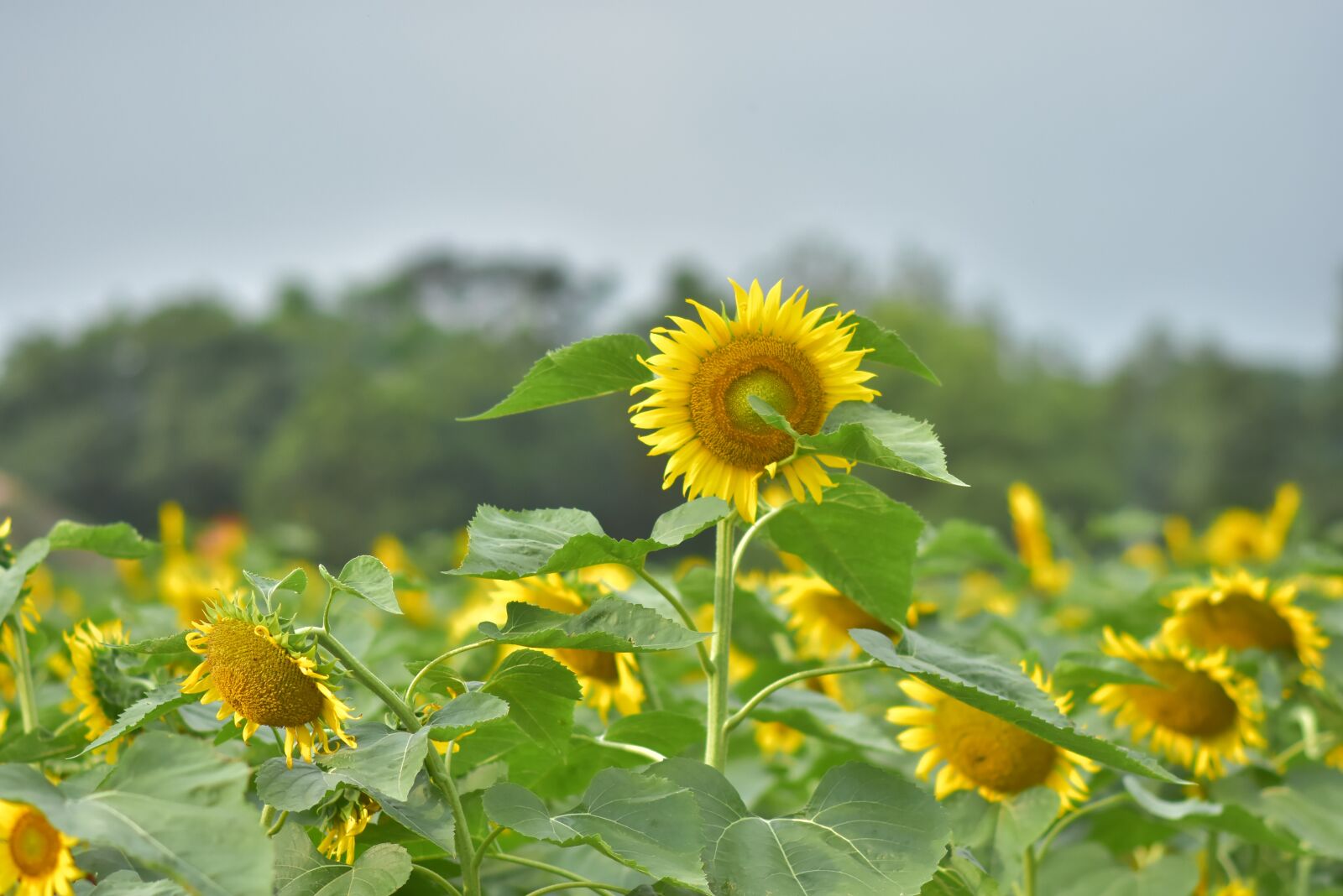 Nikon D7200 sample photo. Sunflowers, blooming, spring photography