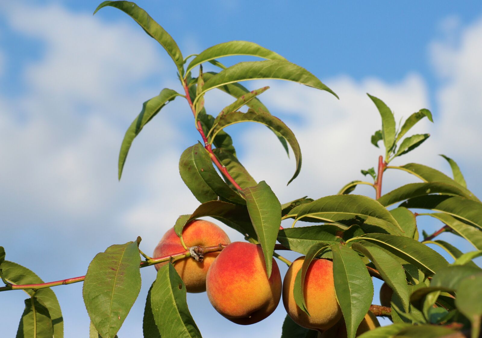 Canon EOS 1200D (EOS Rebel T5 / EOS Kiss X70 / EOS Hi) sample photo. Peach, fruit tree, fruit photography