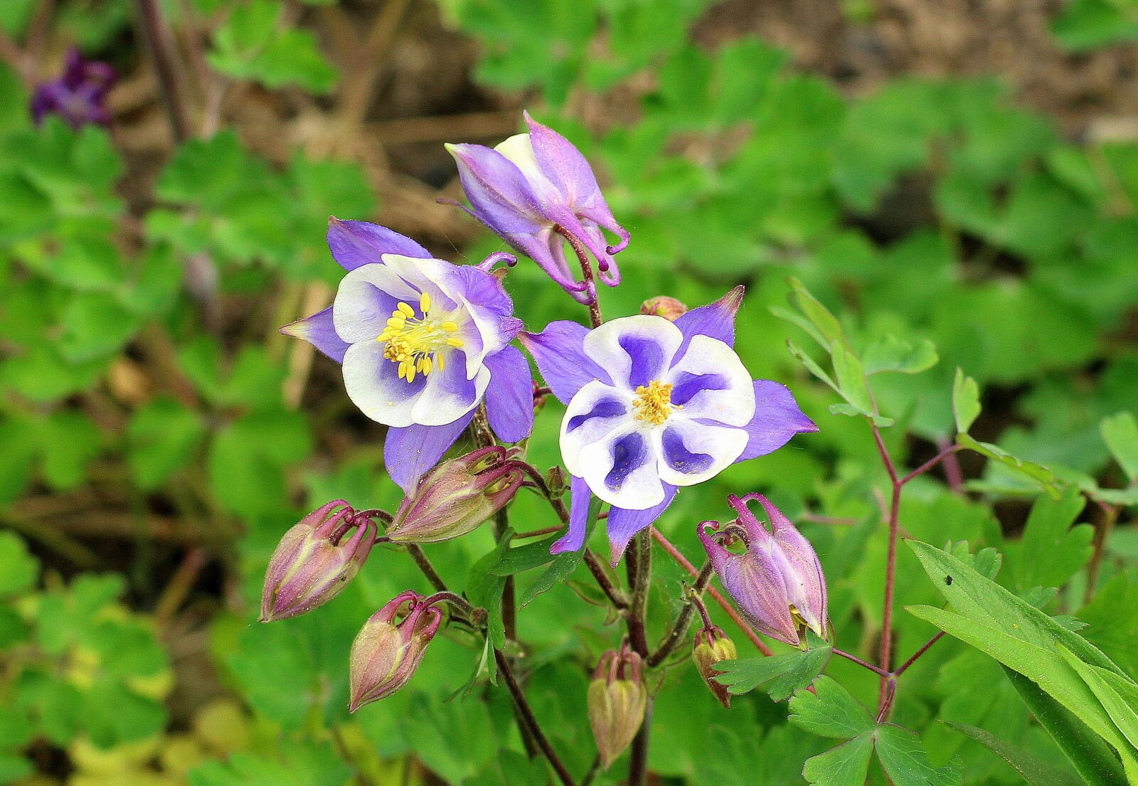Canon EOS 1200D (EOS Rebel T5 / EOS Kiss X70 / EOS Hi) sample photo. Orlik, flower, spring photography