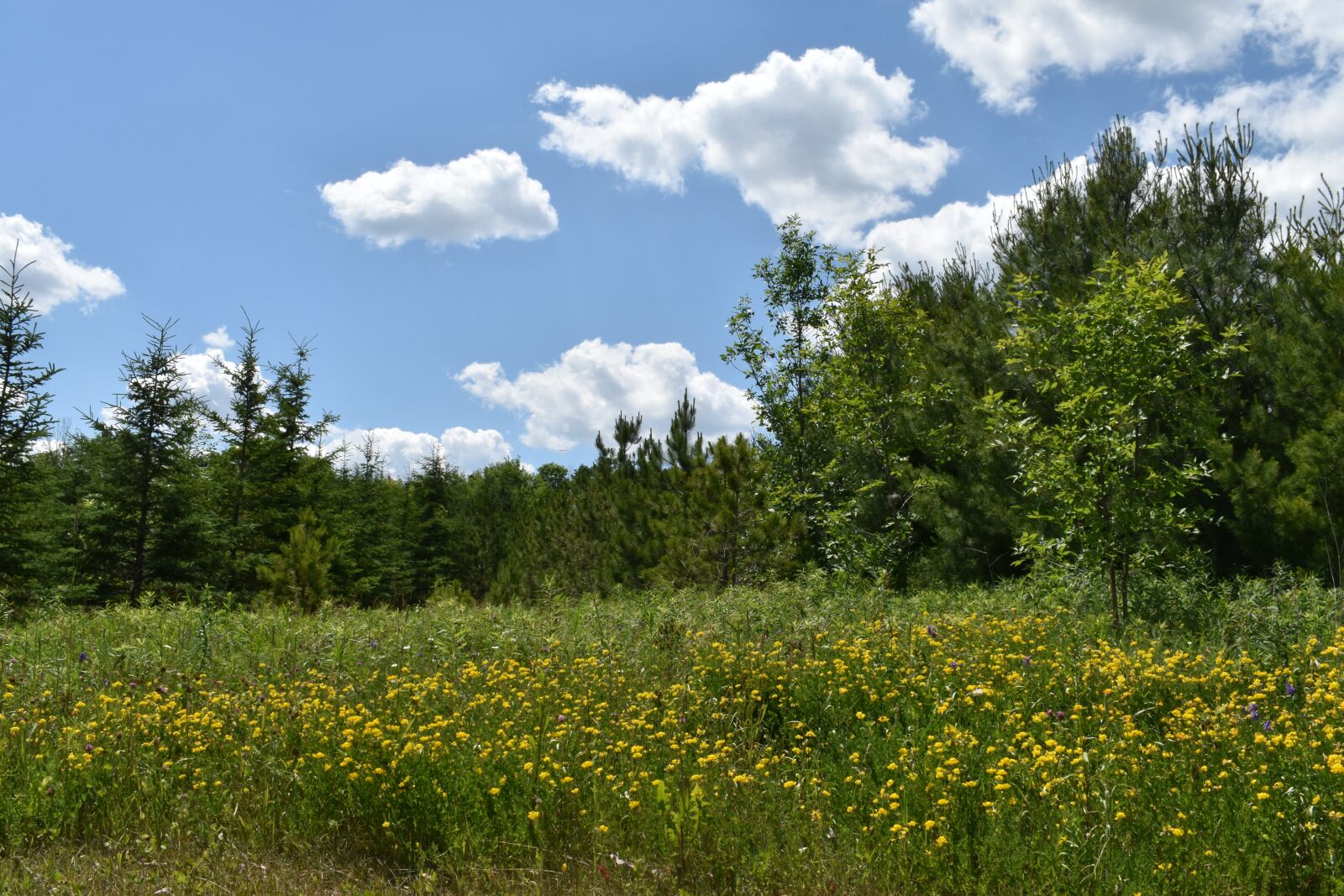 Nikon D5600 sample photo. Forest, trees, landscape photography