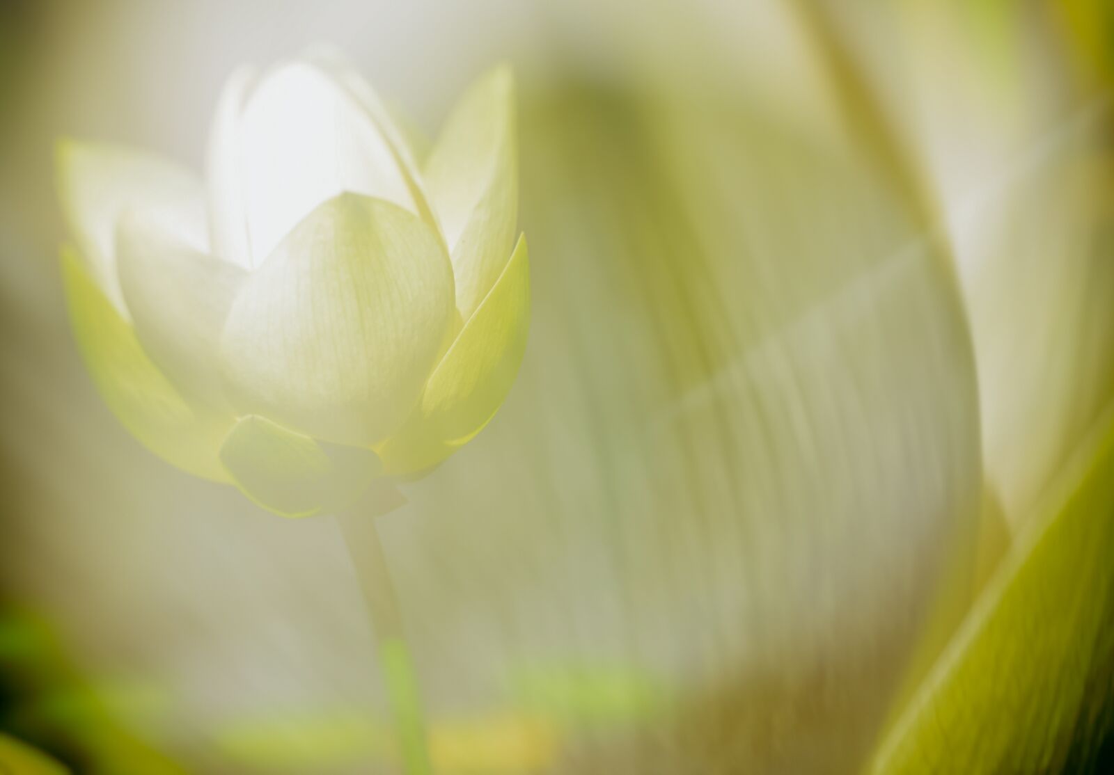 Fujifilm XC 50-230mm F4.5-6.7 OIS sample photo. Lotus blossom, lotus, flower photography