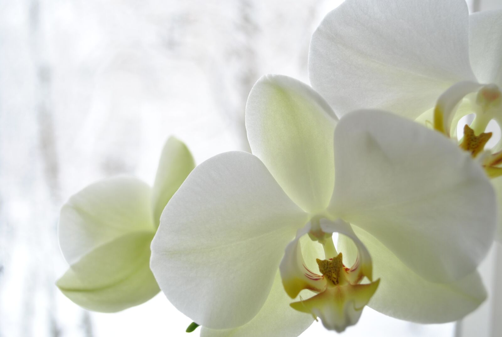Nikon D3000 sample photo. Orchid, tenderness, freshness photography