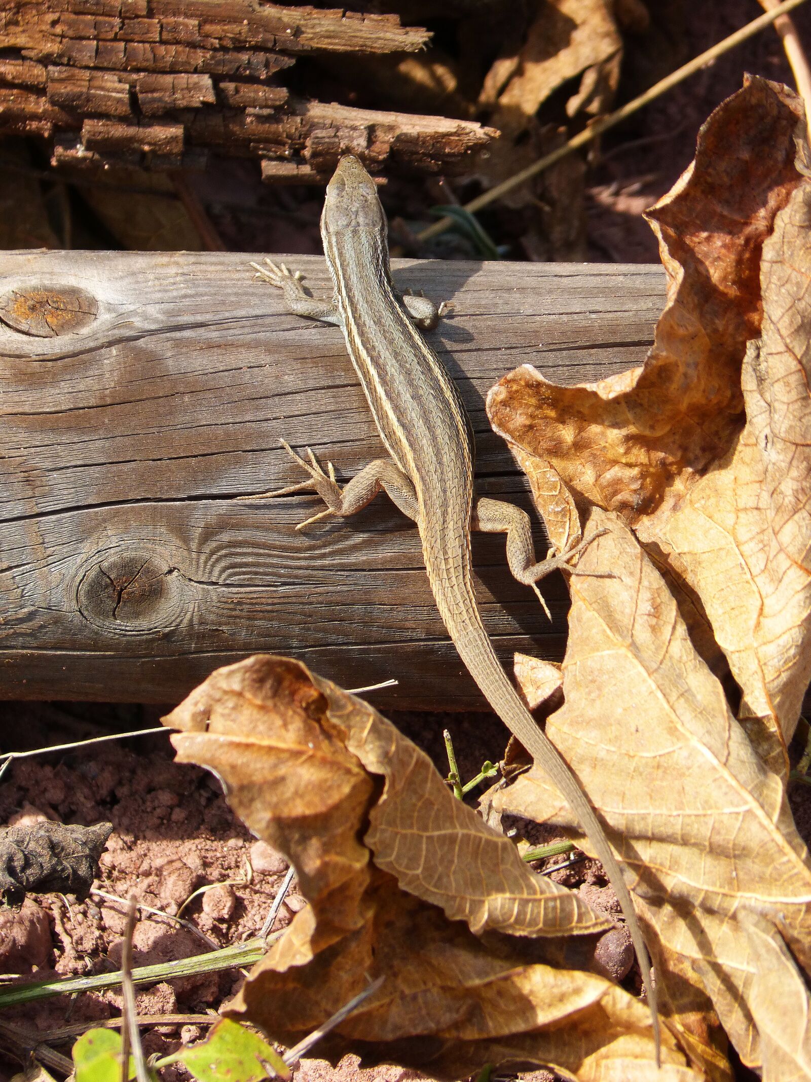 Panasonic DMC-FZ62 sample photo. Lizard, sargantana, trunk photography