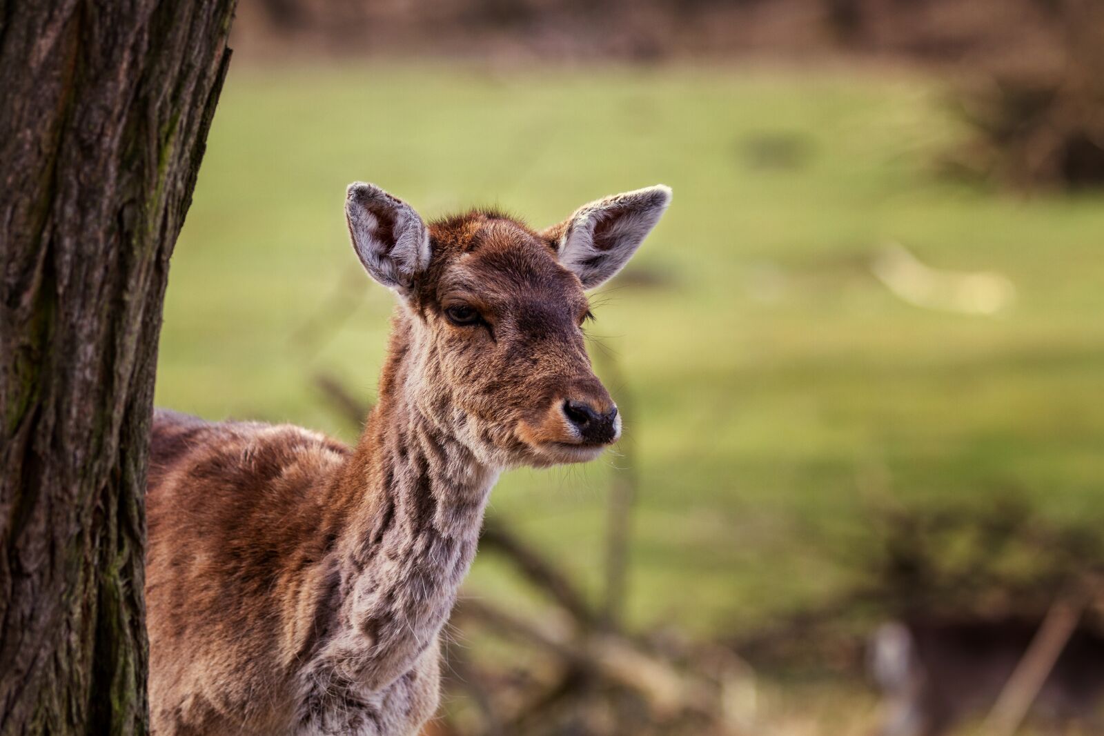 Canon EOS 7D sample photo. Nature, red deer, doe photography
