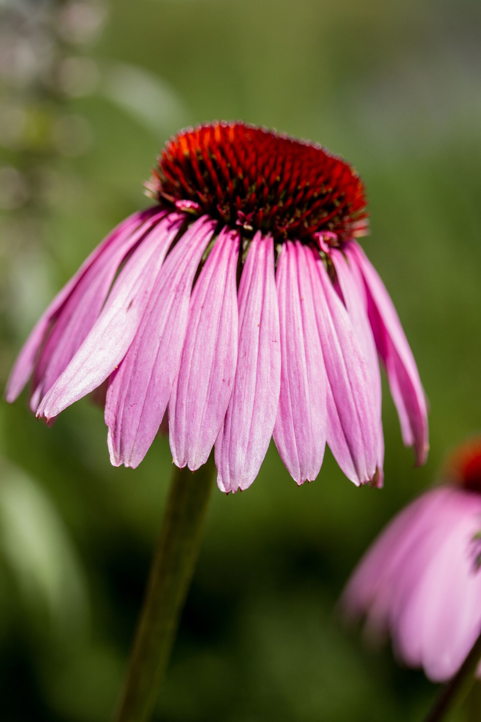 Canon EOS 7D + Canon EF-S 60mm F2.8 Macro USM sample photo. Echinacea, flower, image stack photography