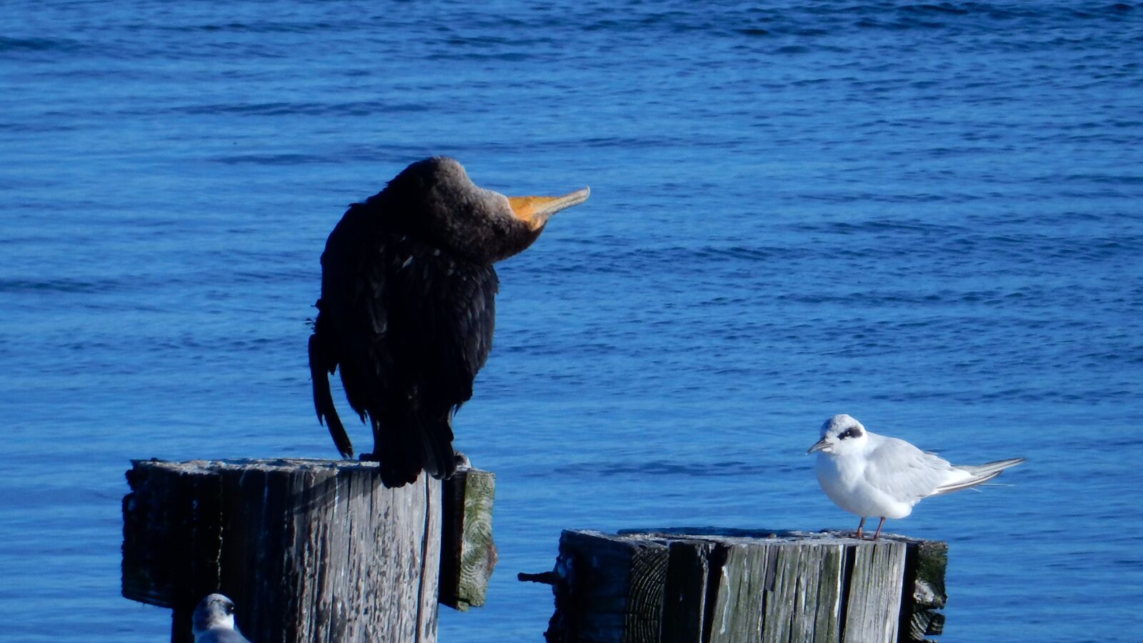 Nikon Coolpix S9700 sample photo. Anhinga, snakebird, gull photography