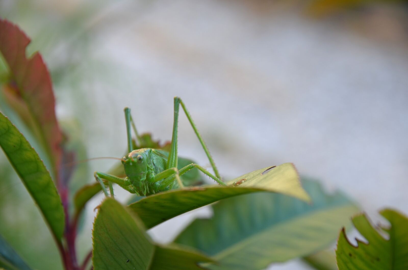 Nikon D5100 sample photo. Nature, bug, grasshopper photography
