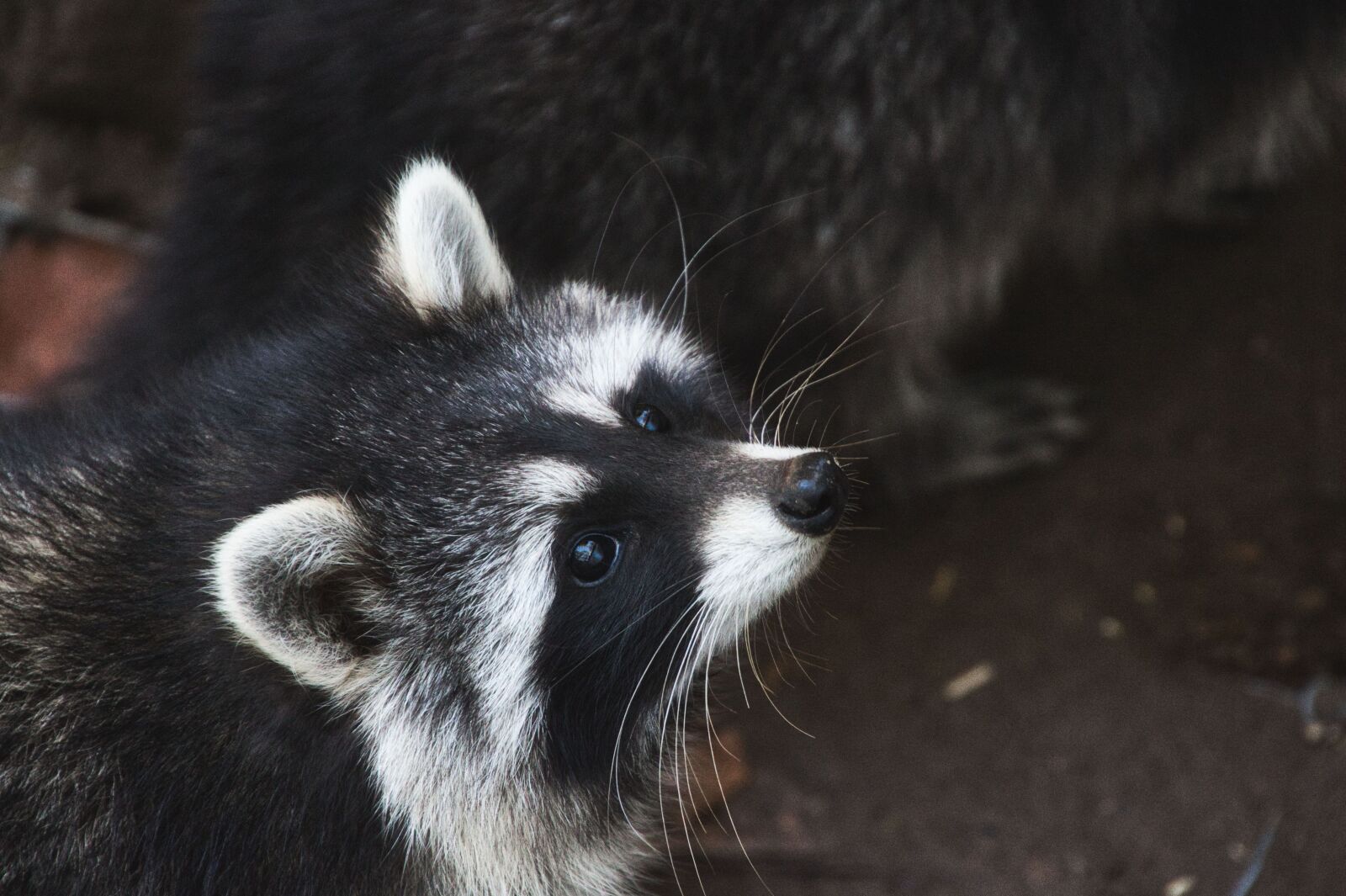 Canon EOS 700D (EOS Rebel T5i / EOS Kiss X7i) sample photo. Raccoon, animal, nature photography