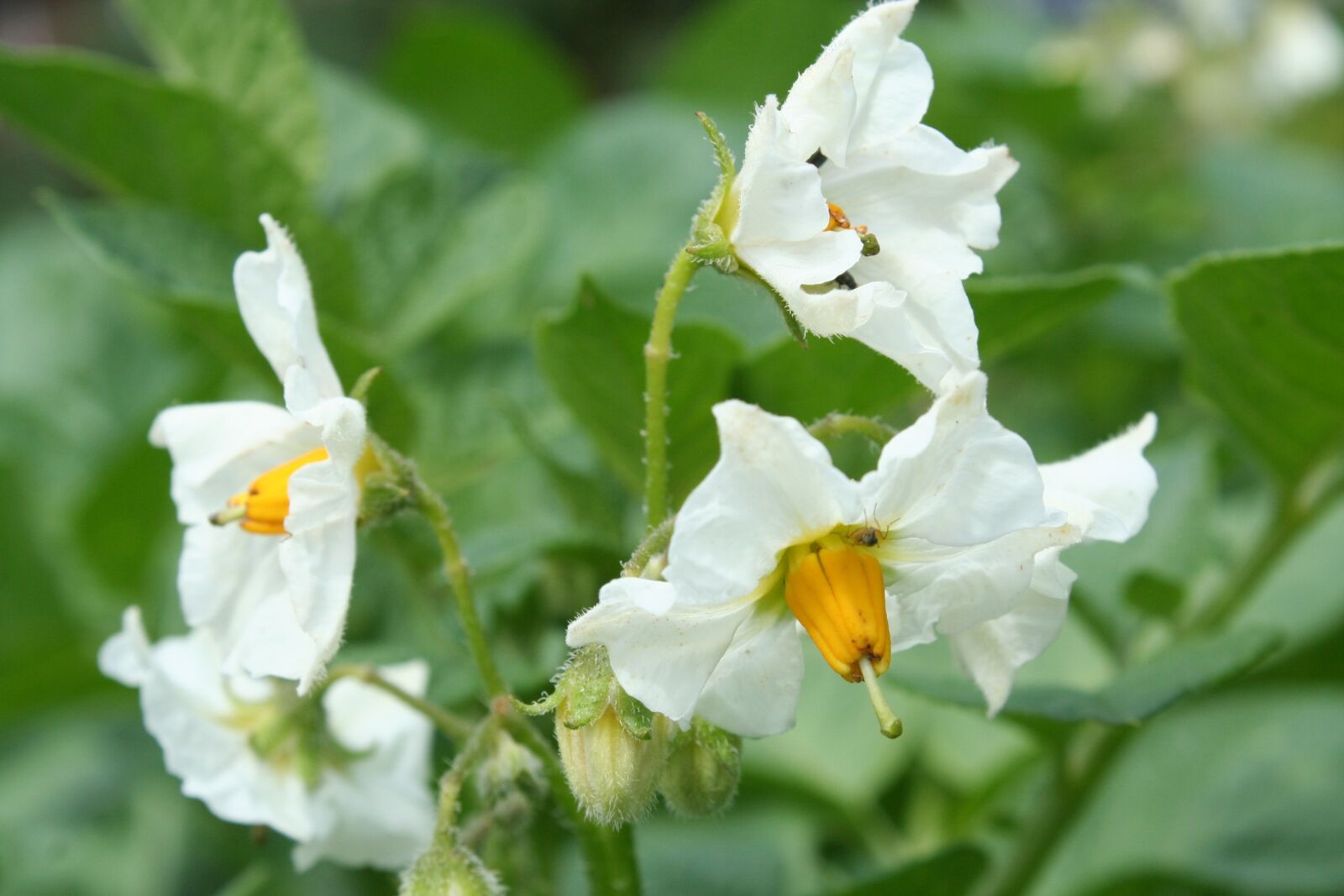 Canon EOS 350D (EOS Digital Rebel XT / EOS Kiss Digital N) sample photo. Potato blossom, potato, white photography