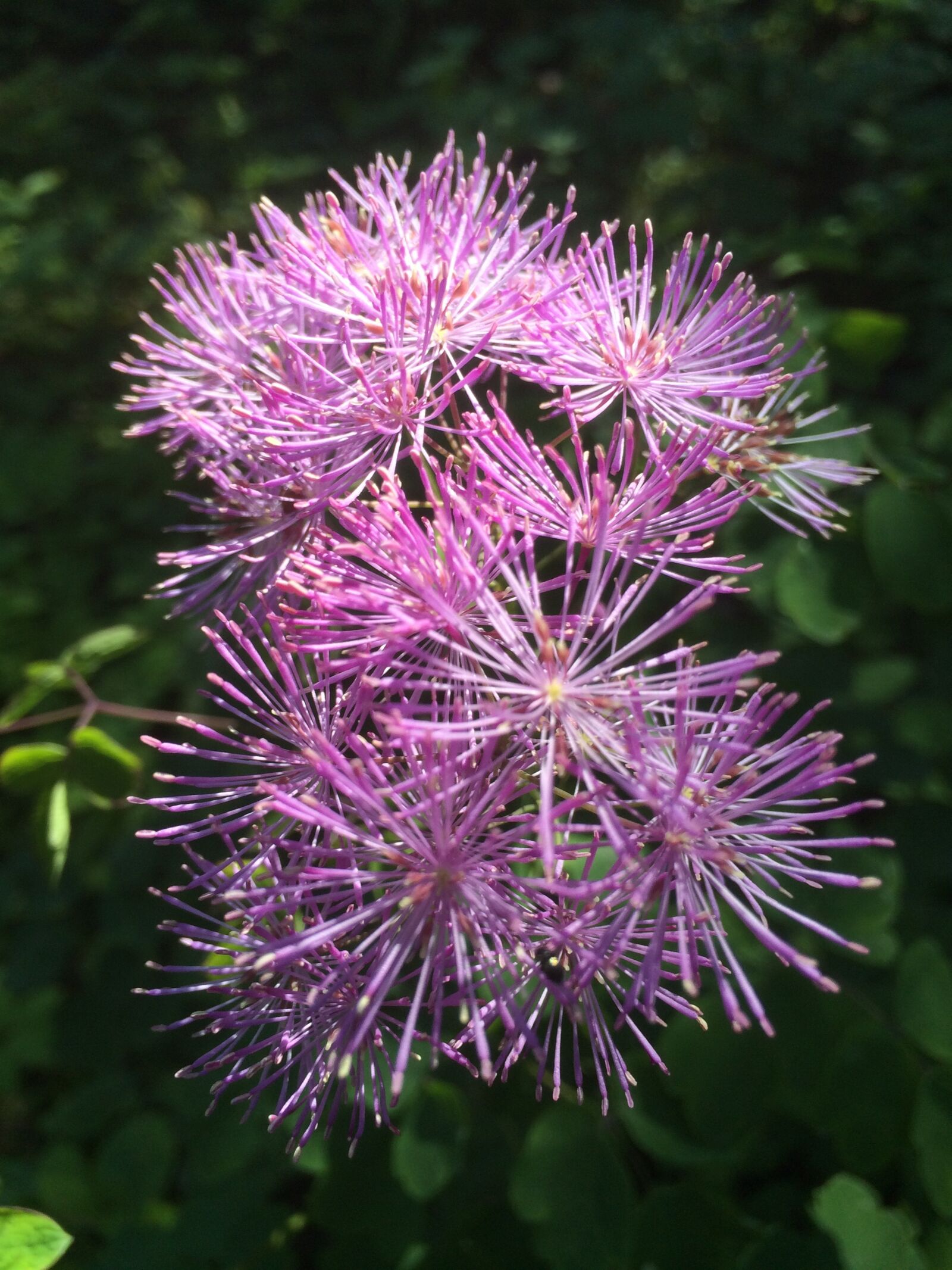 iPhone 5s back camera 4.12mm f/2.2 sample photo. Flower, pink, summer photography