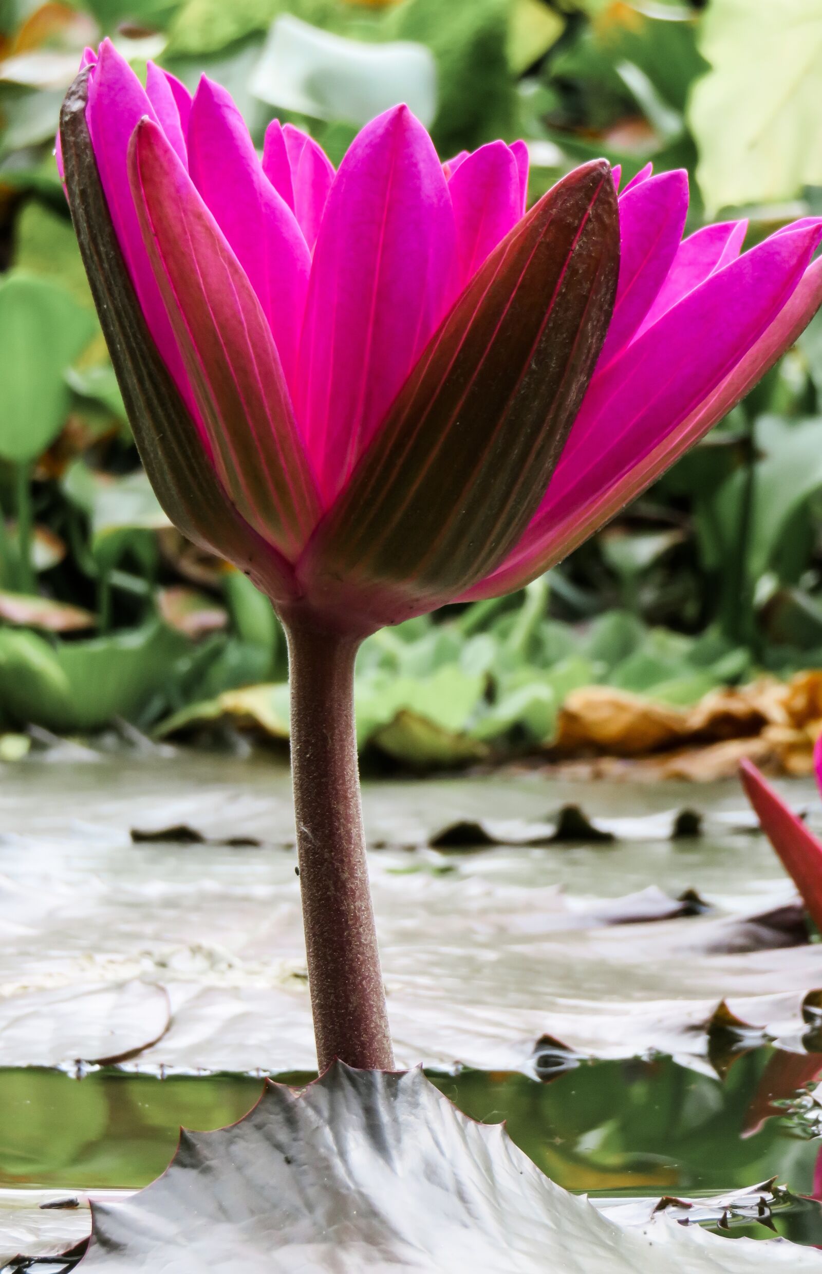 Canon PowerShot SX710 HS sample photo. Water lily, pond, aquatic photography