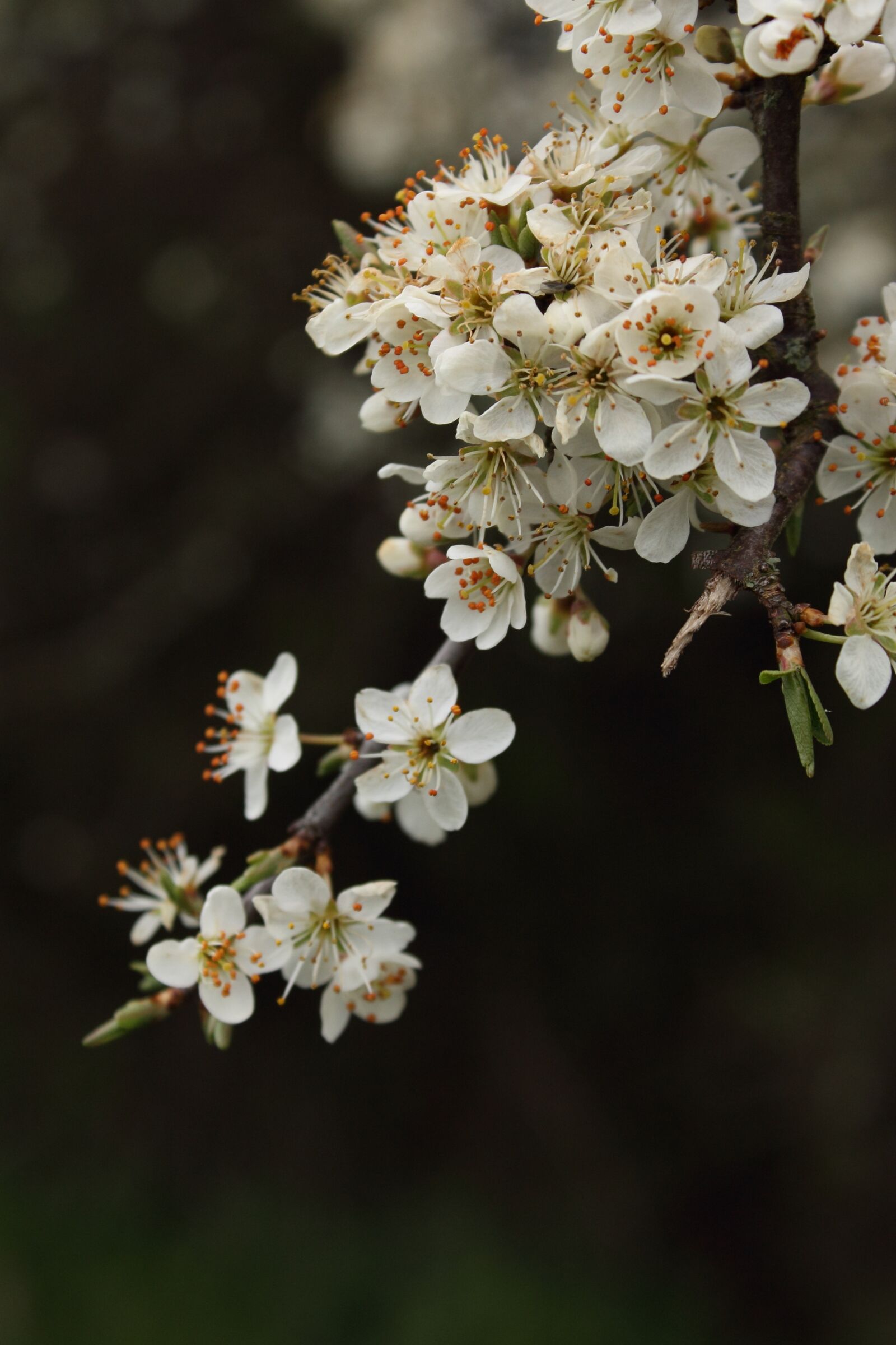 Canon EOS 1100D (EOS Rebel T3 / EOS Kiss X50) sample photo. Flower, flora, tree photography