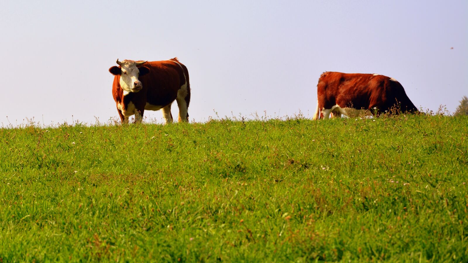 Nikon D7100 sample photo. Cow, pasture meadow, animal photography