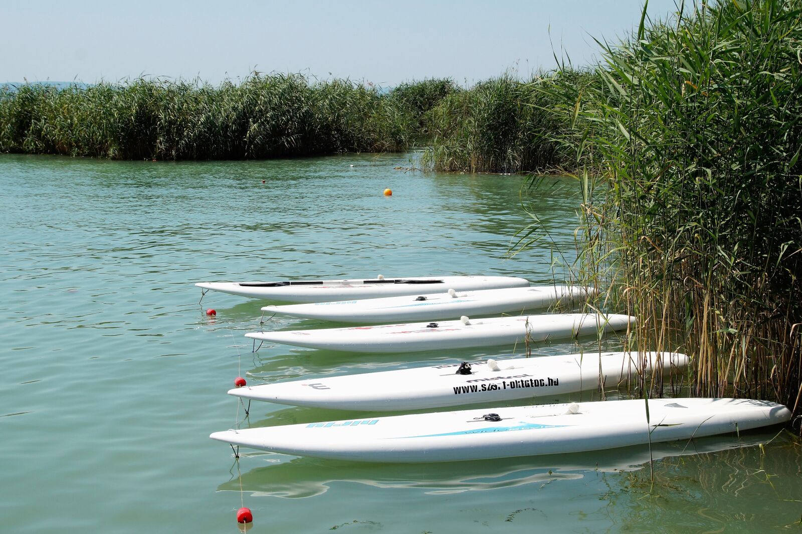 Sony SLT-A58 sample photo. Lake, balaton, reed photography