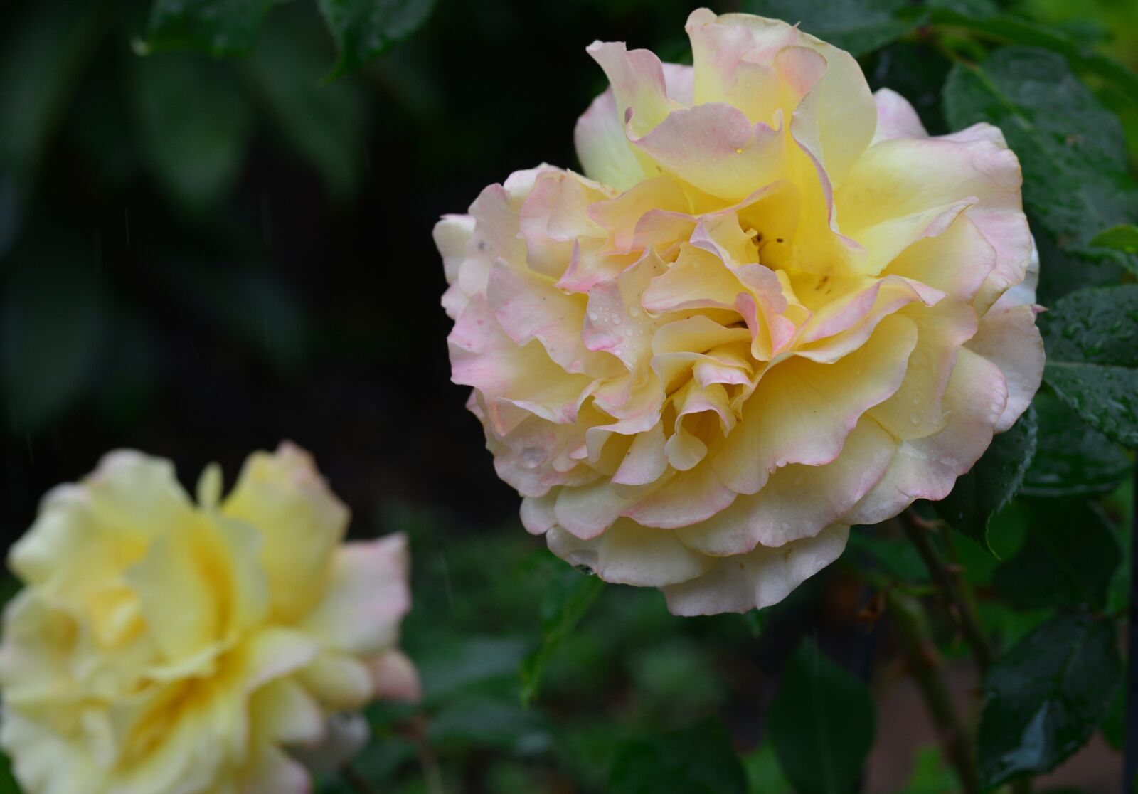 Nikon D800E sample photo. Rose, flower, blossom photography
