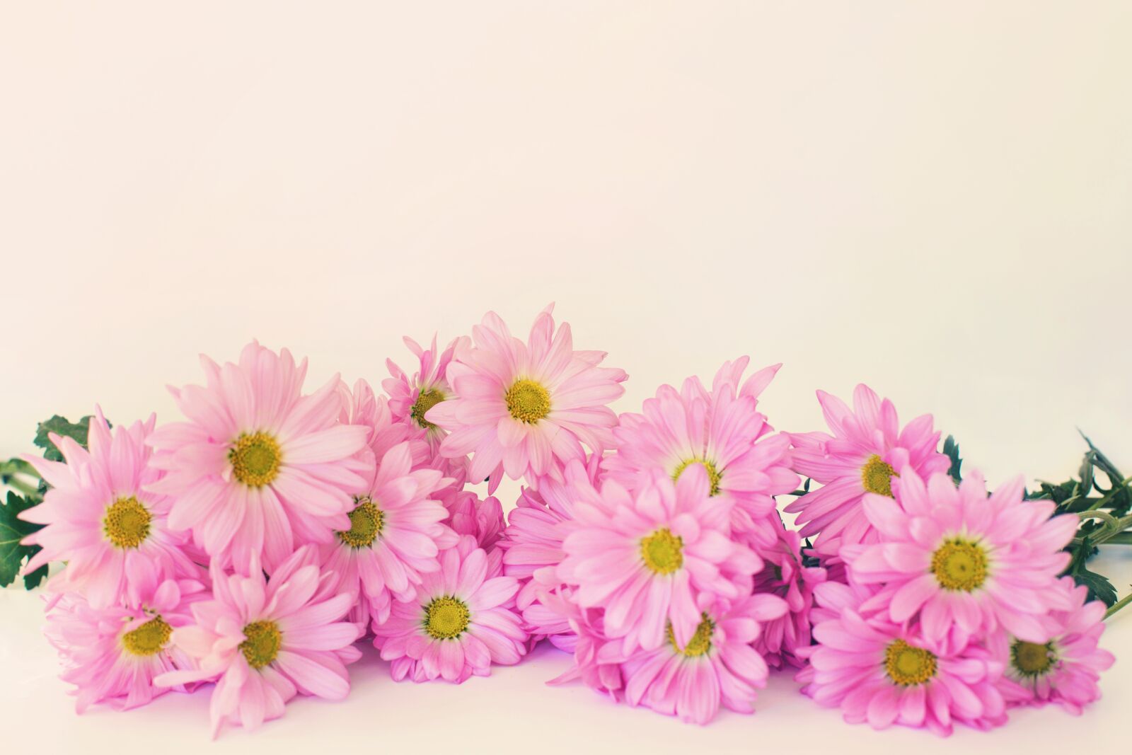 Canon EF 50mm F1.4 USM sample photo. Pink daisies, daisies, copy-space photography