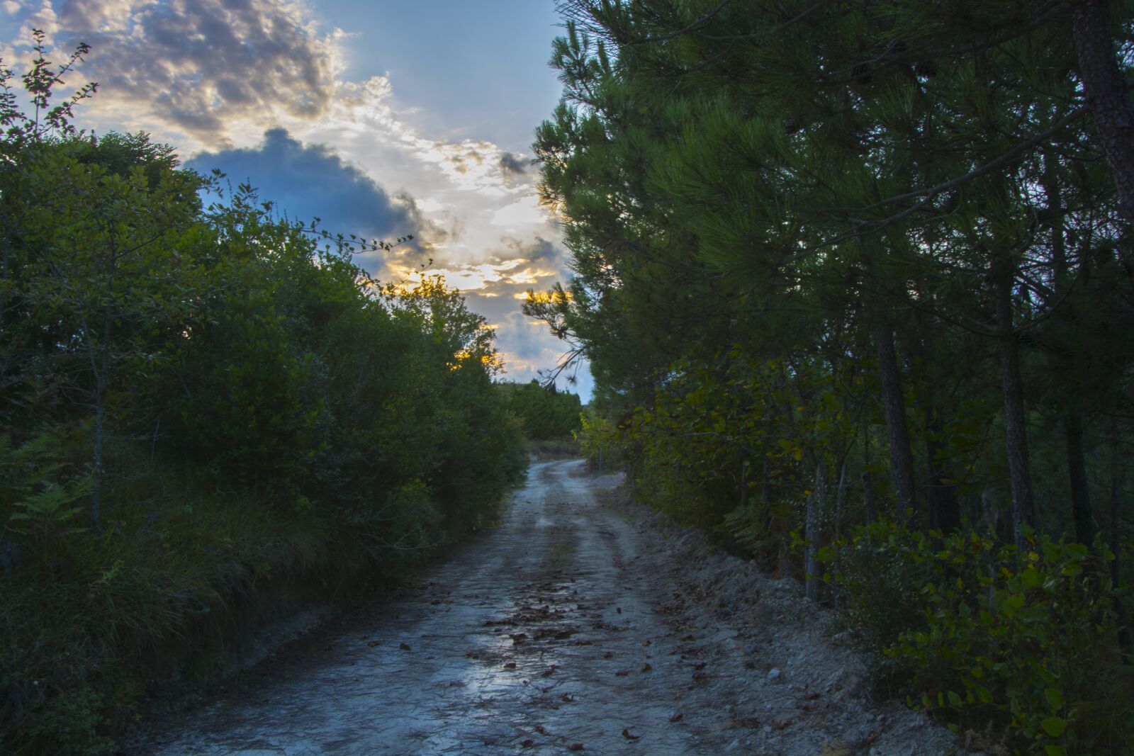 Nikon D5200 sample photo. Nature, tree, landscape photography