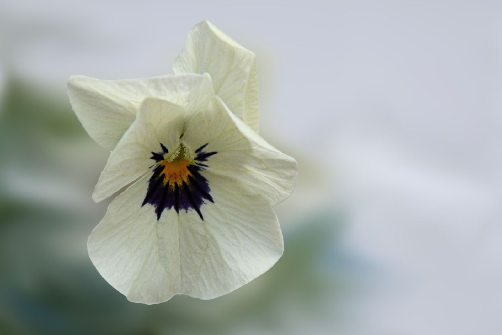 Nikon D5100 sample photo. Pansy, flower, blossom photography