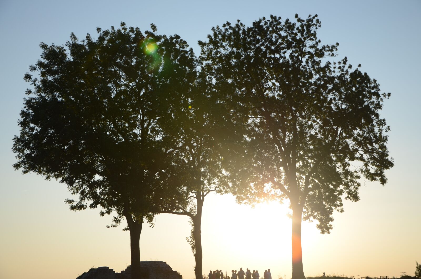 Nikon D5100 sample photo. Tree, sun, nature photography