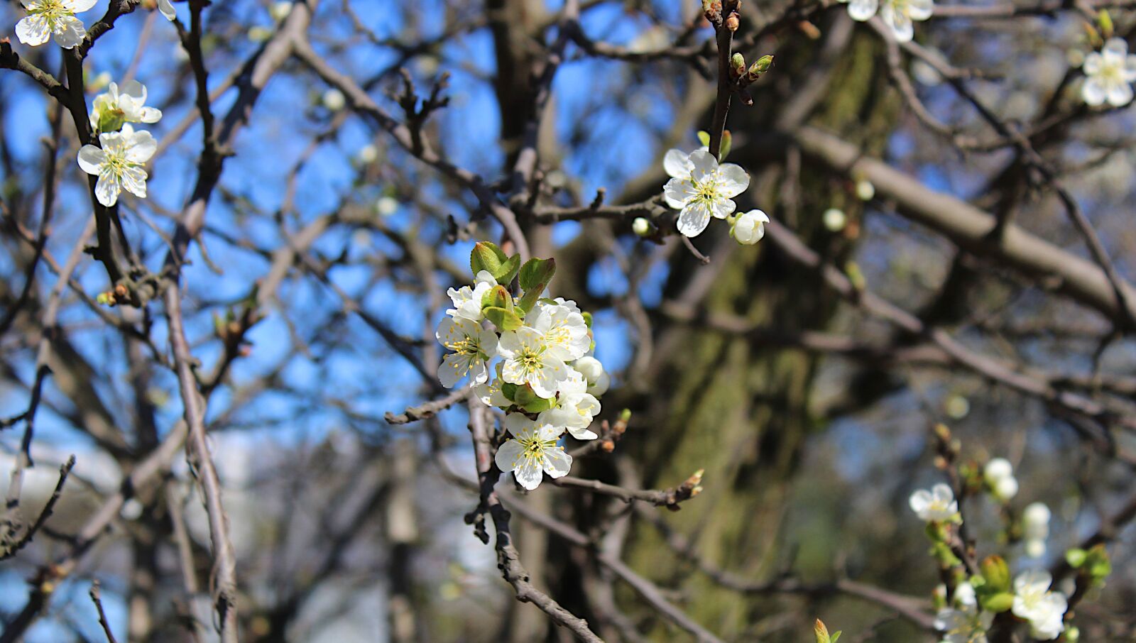 Canon EOS 4000D (EOS Rebel T100 / EOS 3000D) sample photo. Nature, plants, branches photography