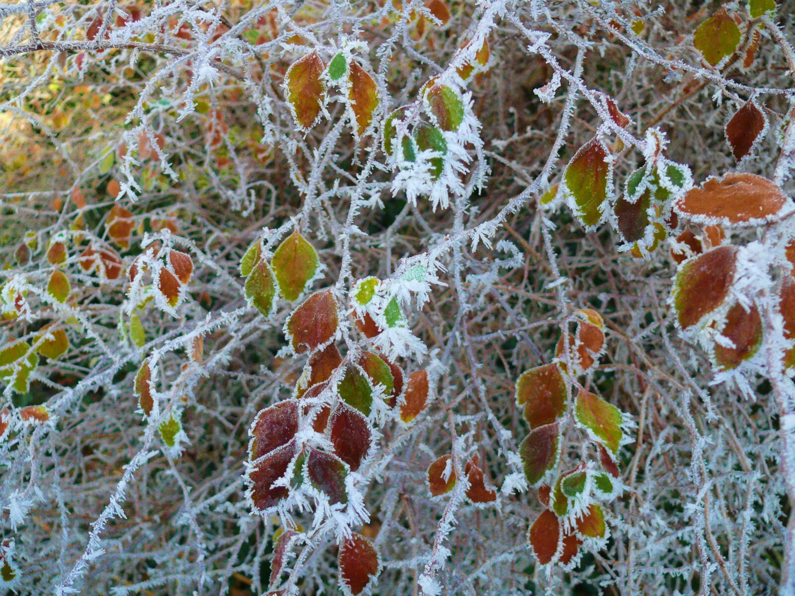 Panasonic DMC-FZ50 sample photo. Winter, ice, frozen photography