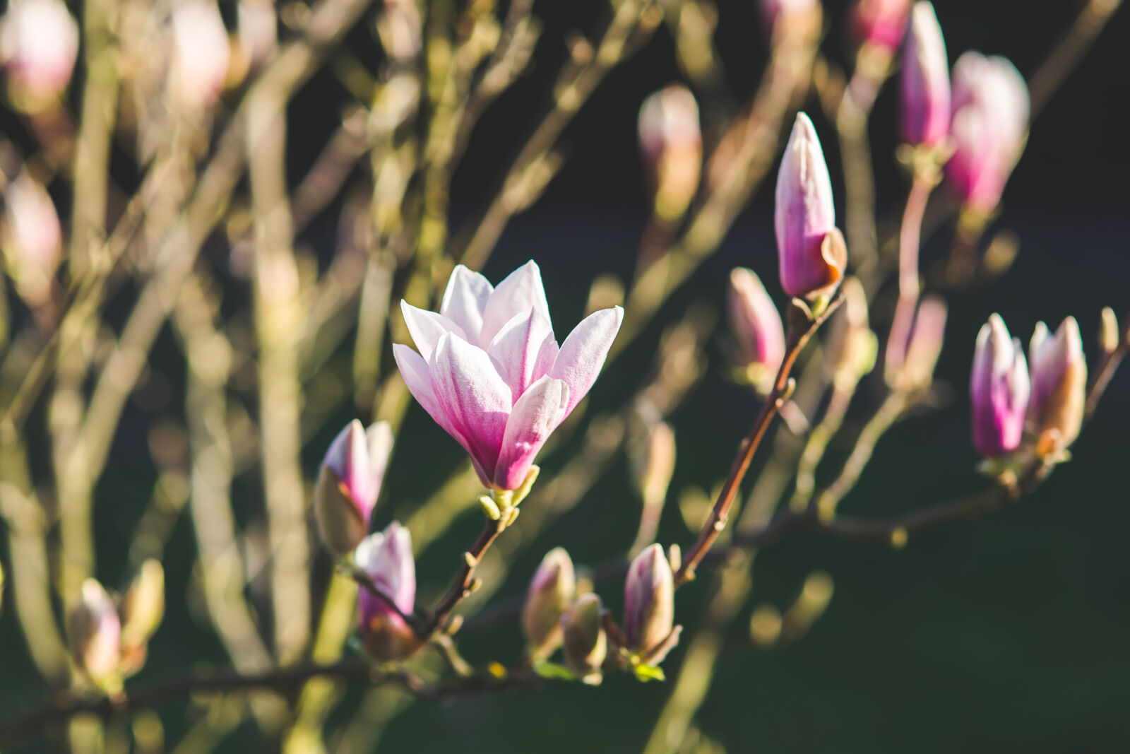 Canon EOS 6D + Sigma 85mm F1.4 EX DG HSM sample photo. Blossoming, of, magnolia, flowers photography
